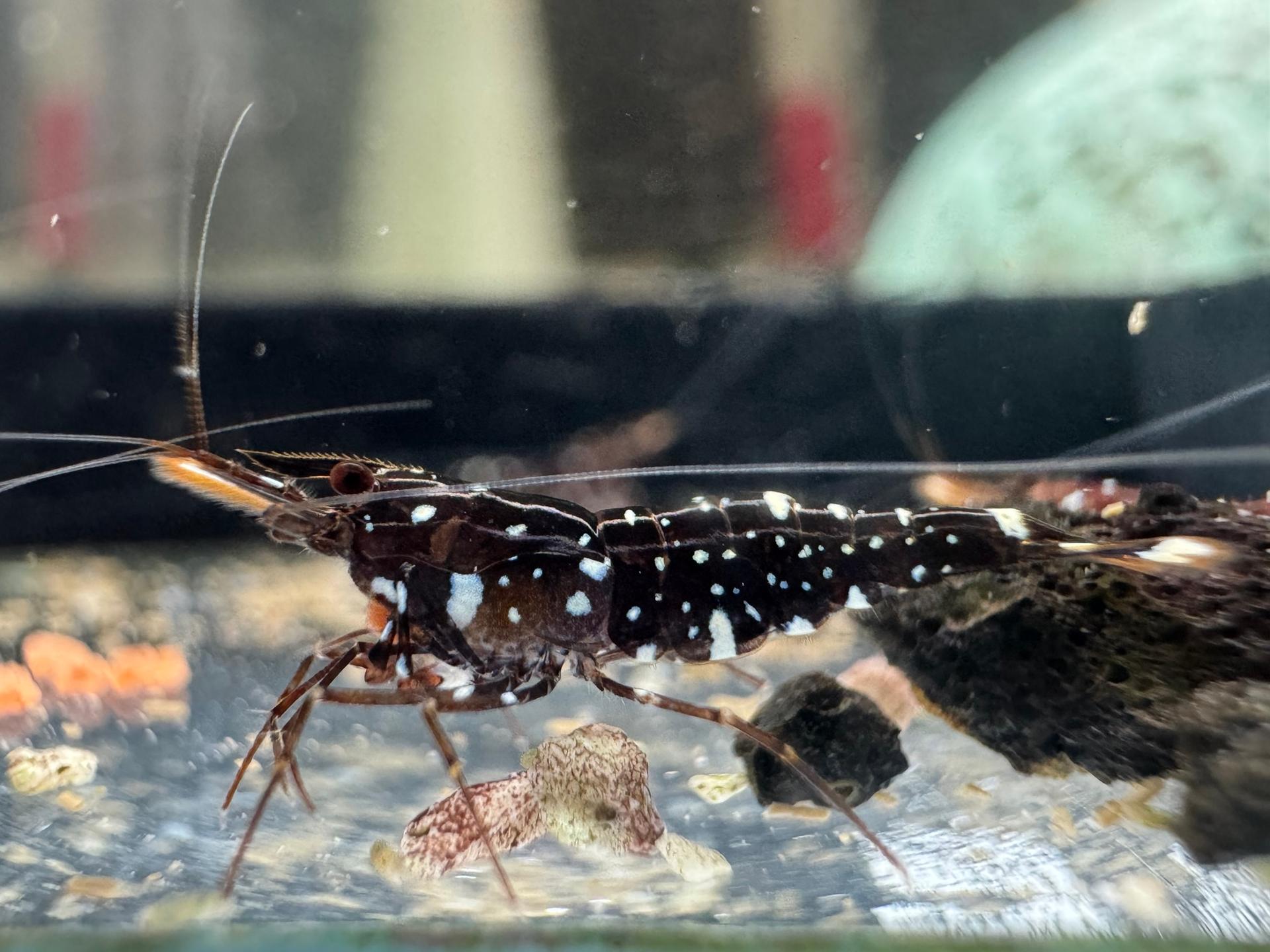 Galaxy Cardinal tép Sulawesi Caridina Dennerli