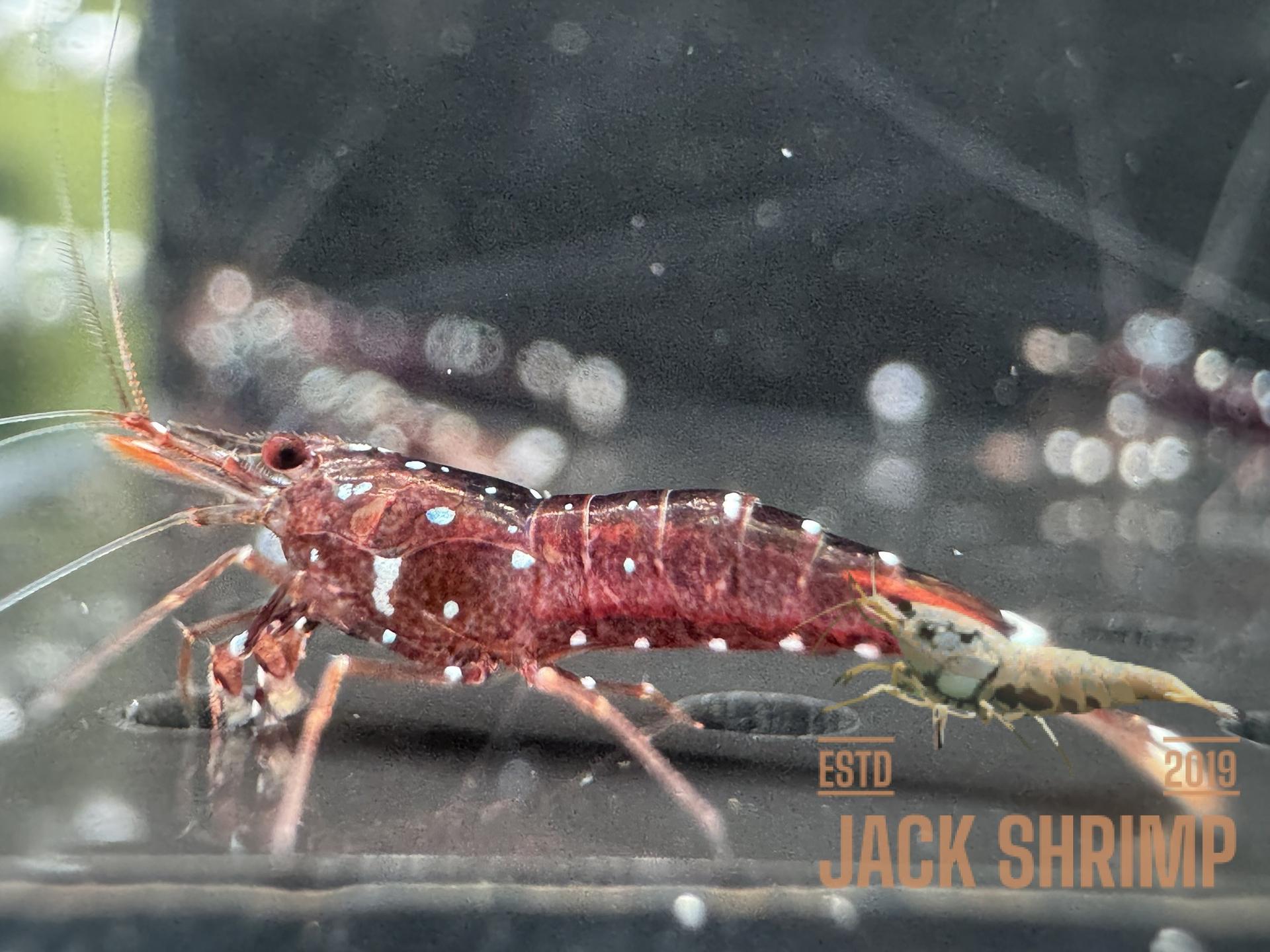 Galaxy Cardinal hồ