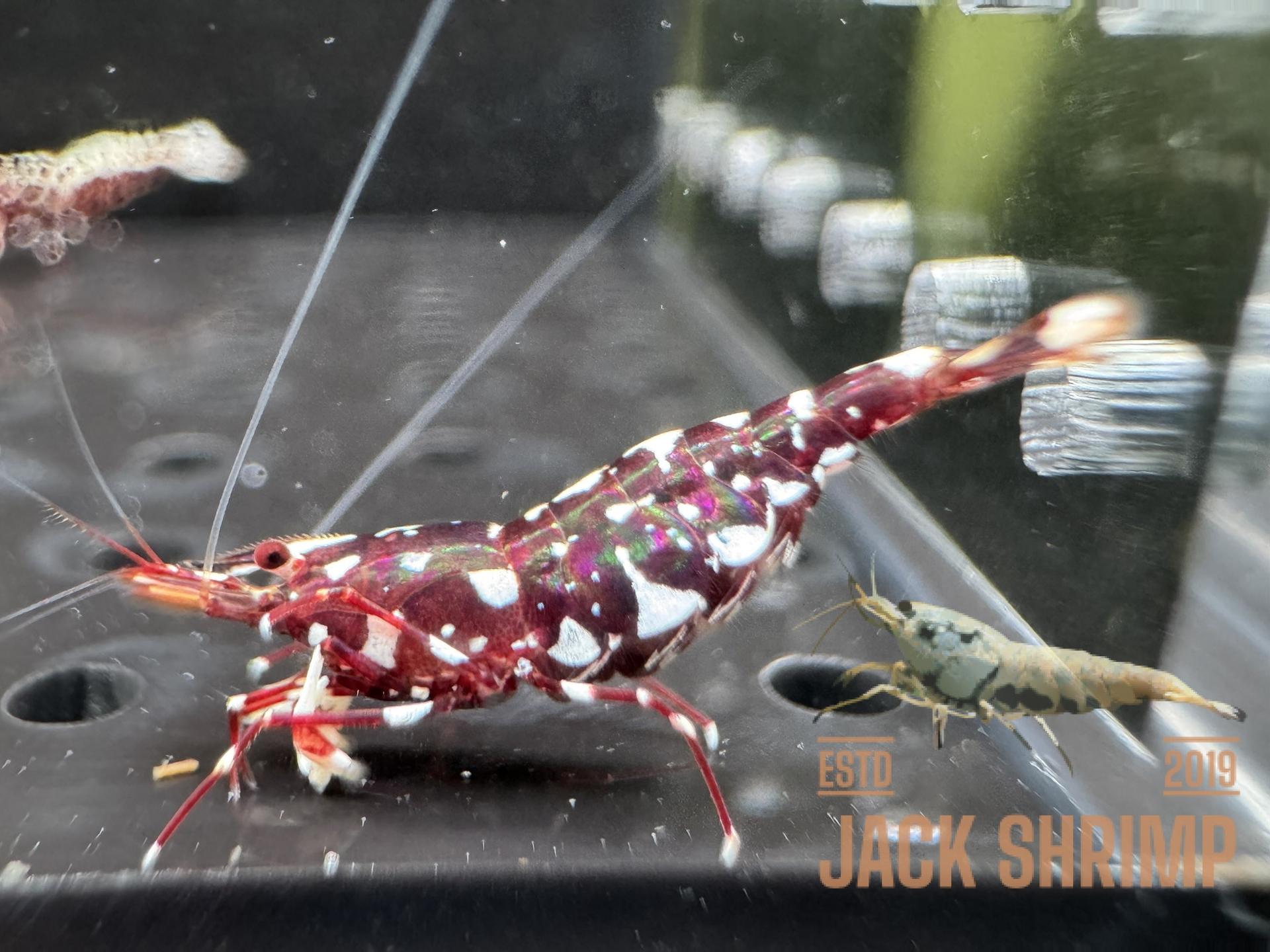 Galaxy Cardinal Jack Shrimp