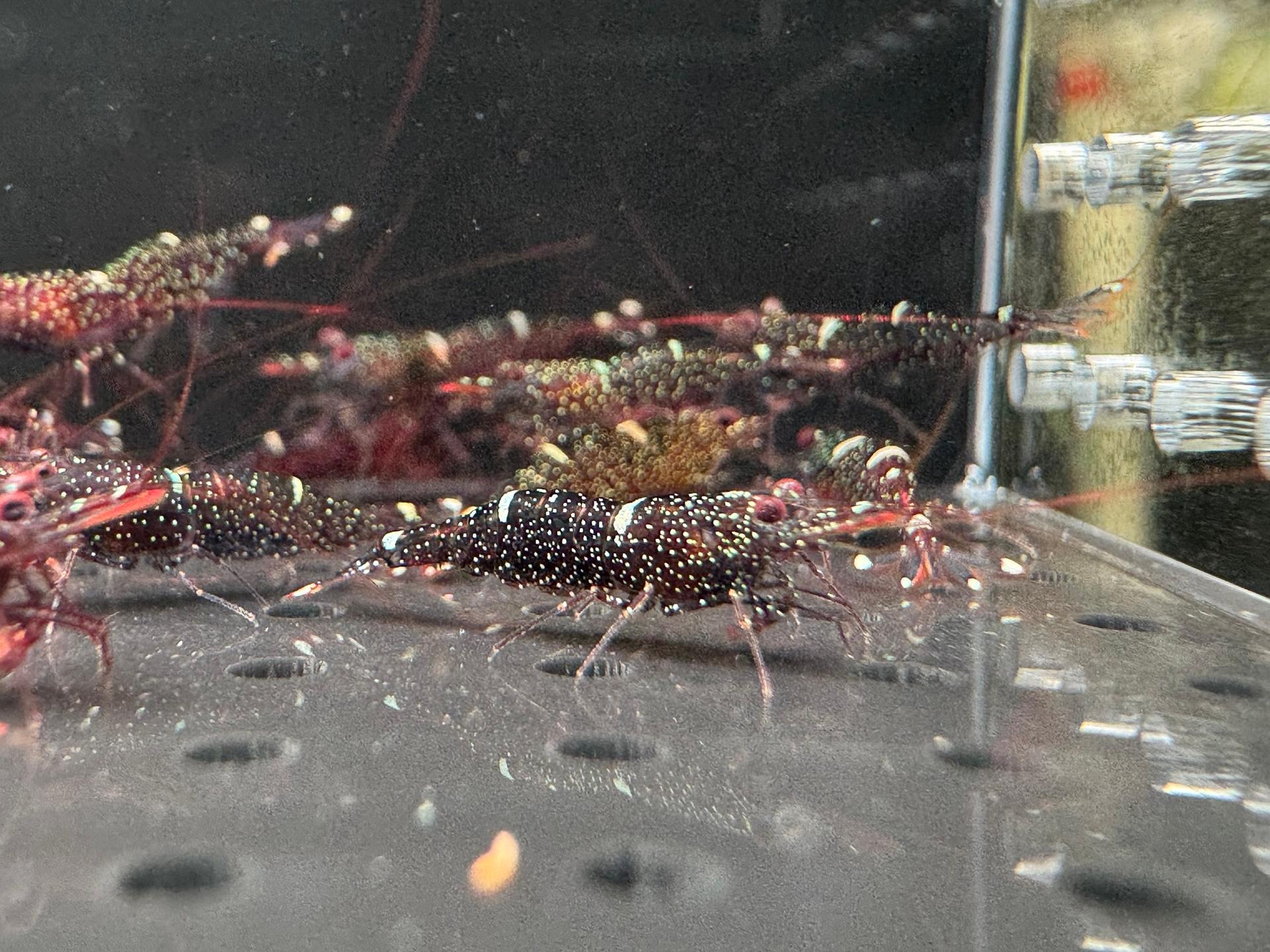 Mini Blue Caridina loehae