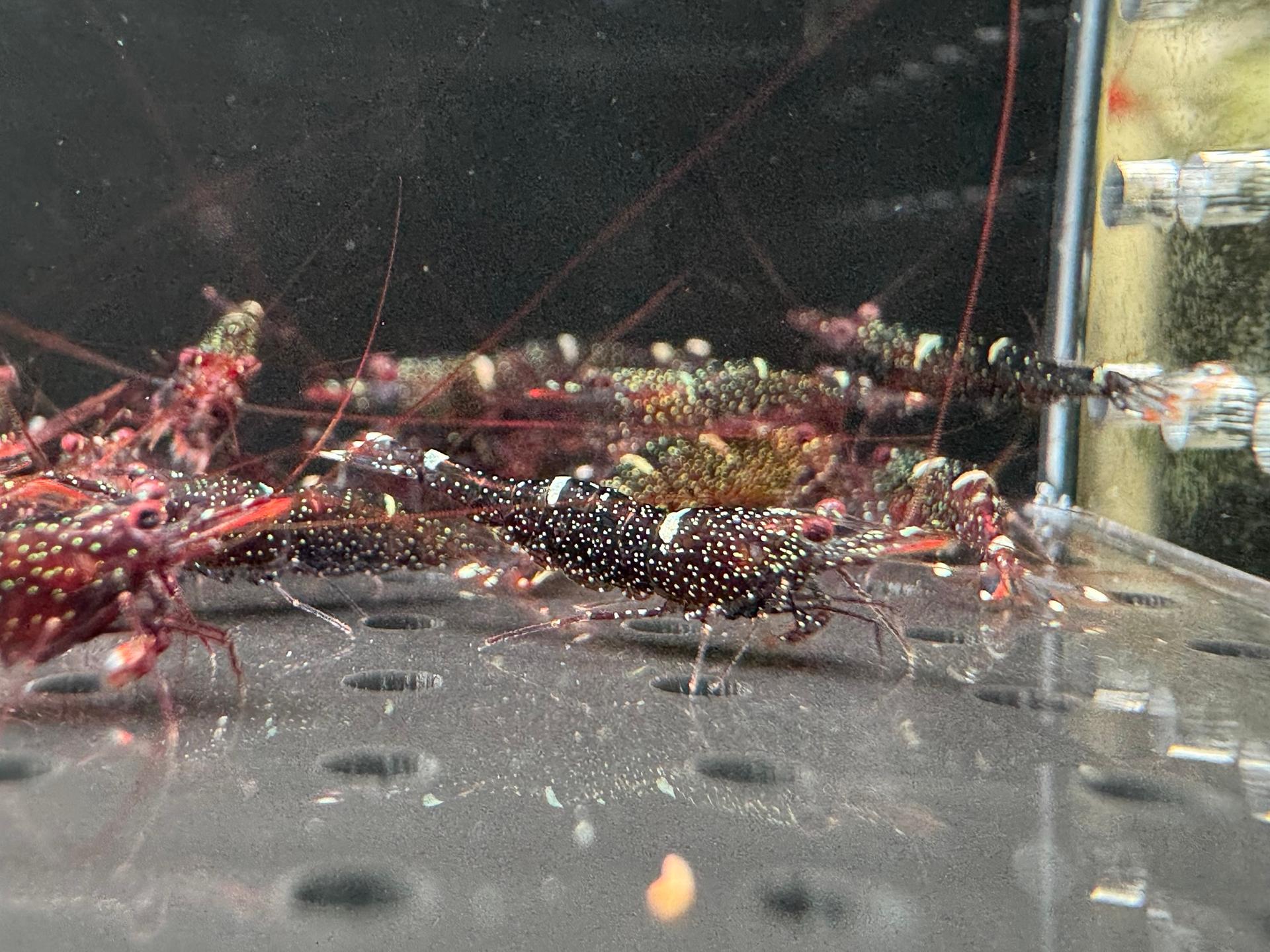 Mini Blue ornamental shrimp