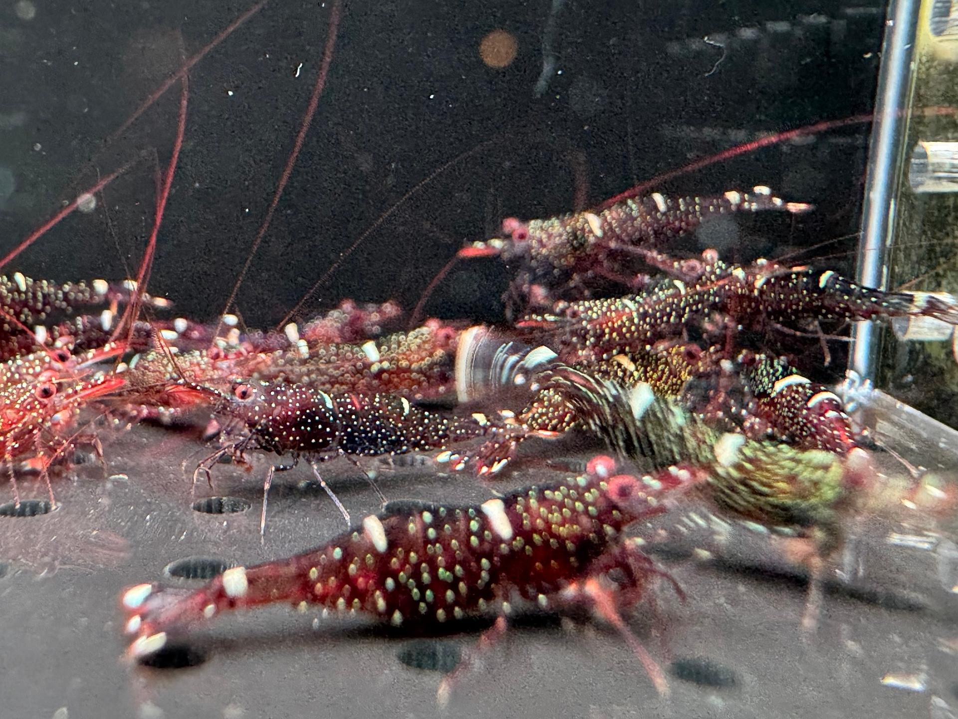 Mini Blue small blue shrimp