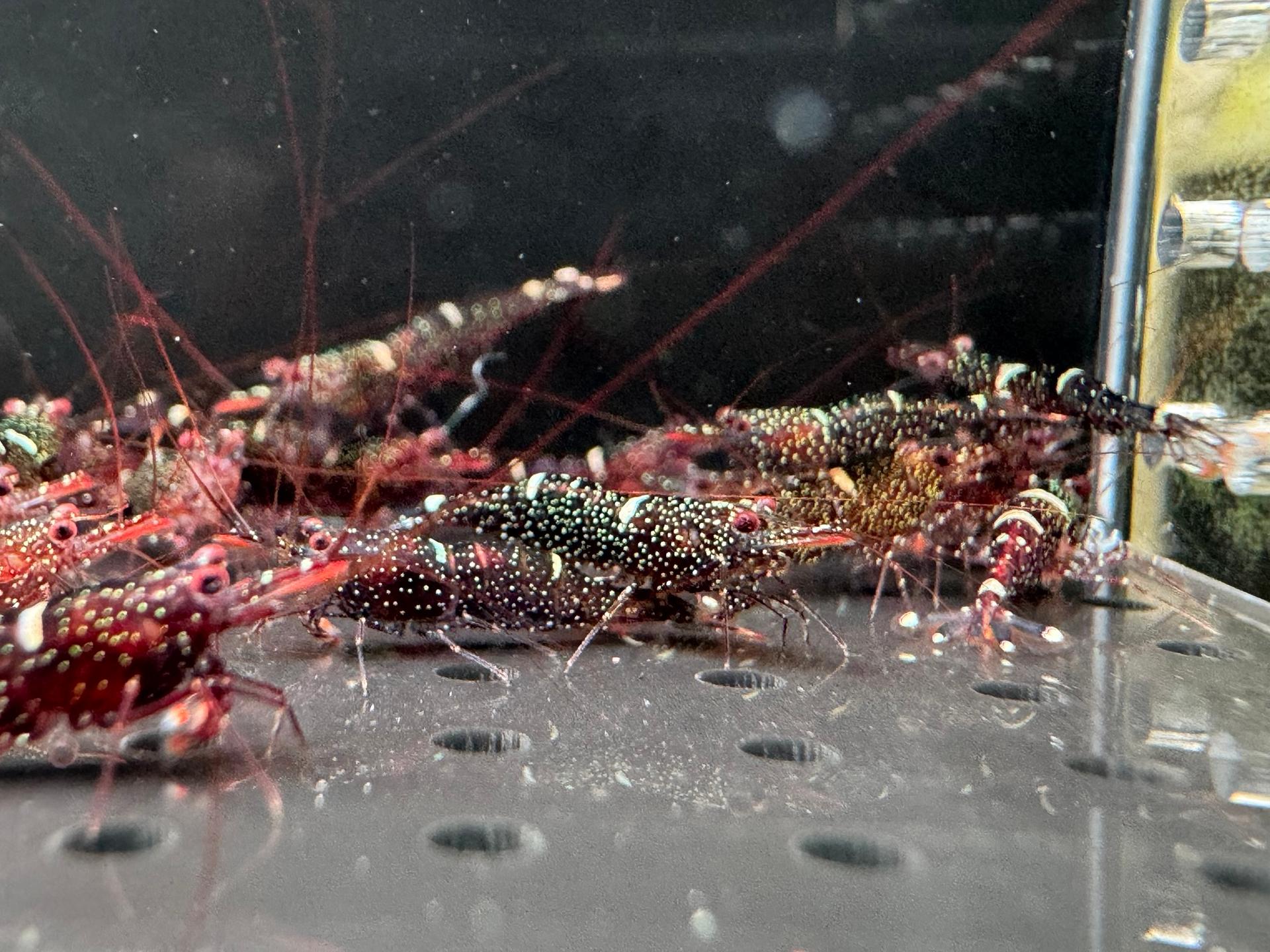 Mini Blue Sulawesi