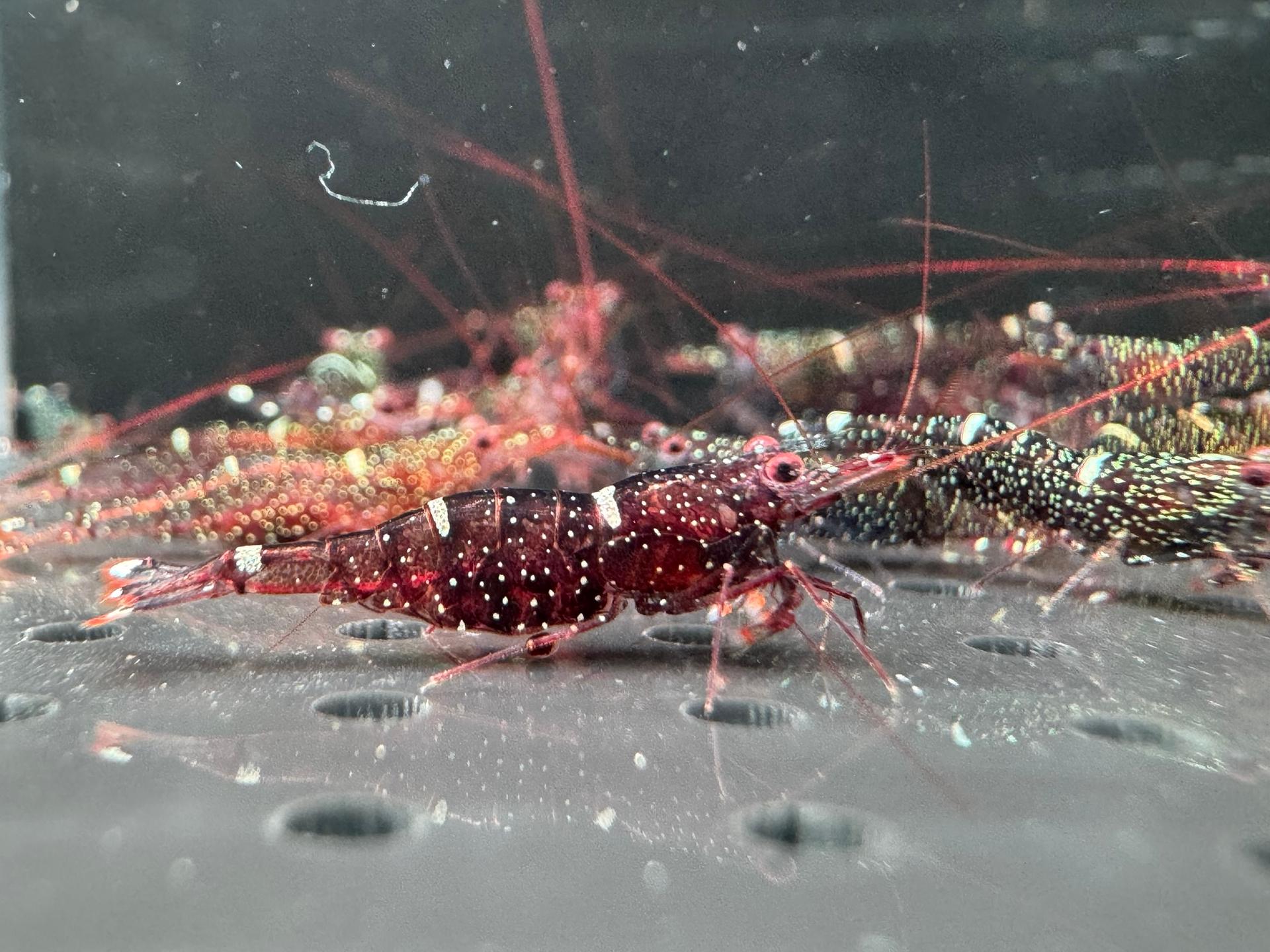 Mini Blue Jack Shrimp
