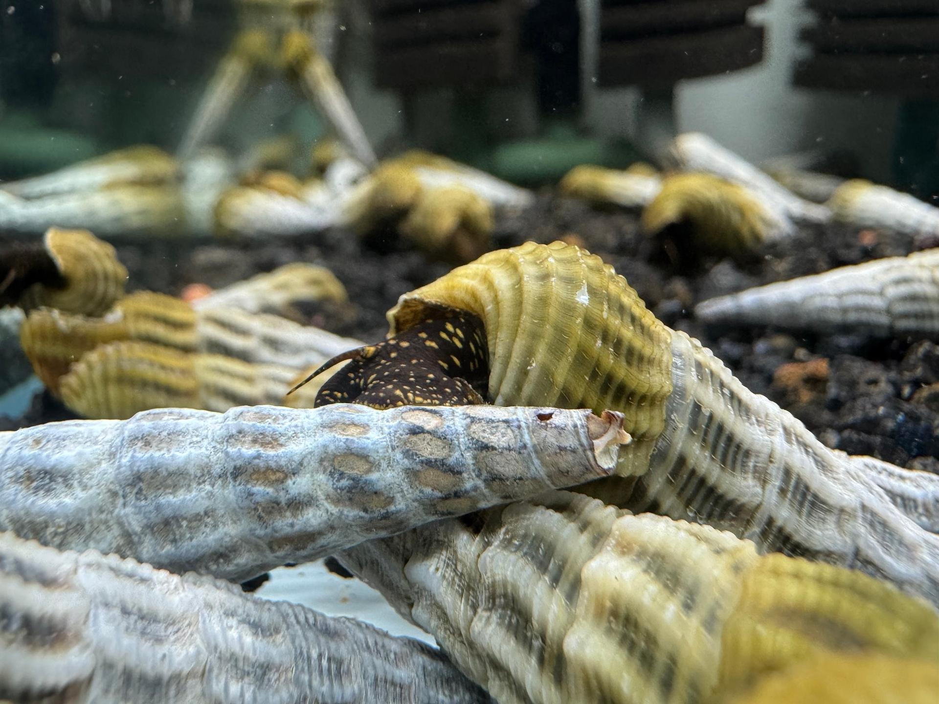 Ốc Sula Marwoto