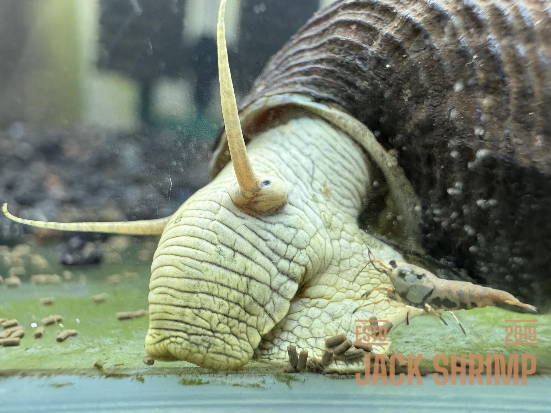Ốc Sula Vàng