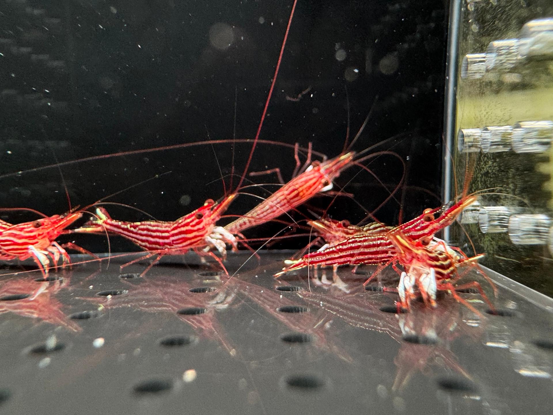 Red Line tép Sulawesi Caridina Striata