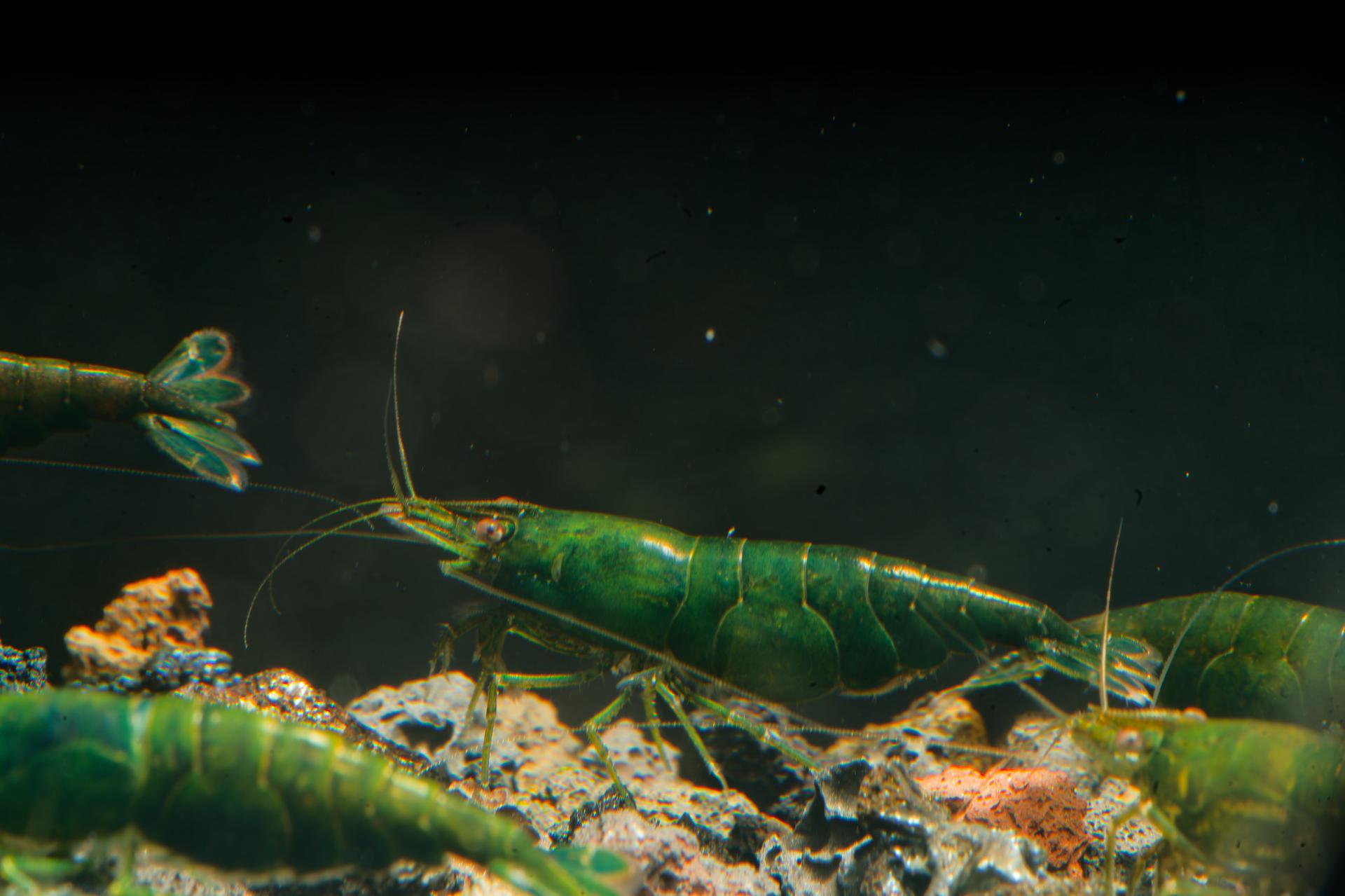 Neos Green Diamond 5