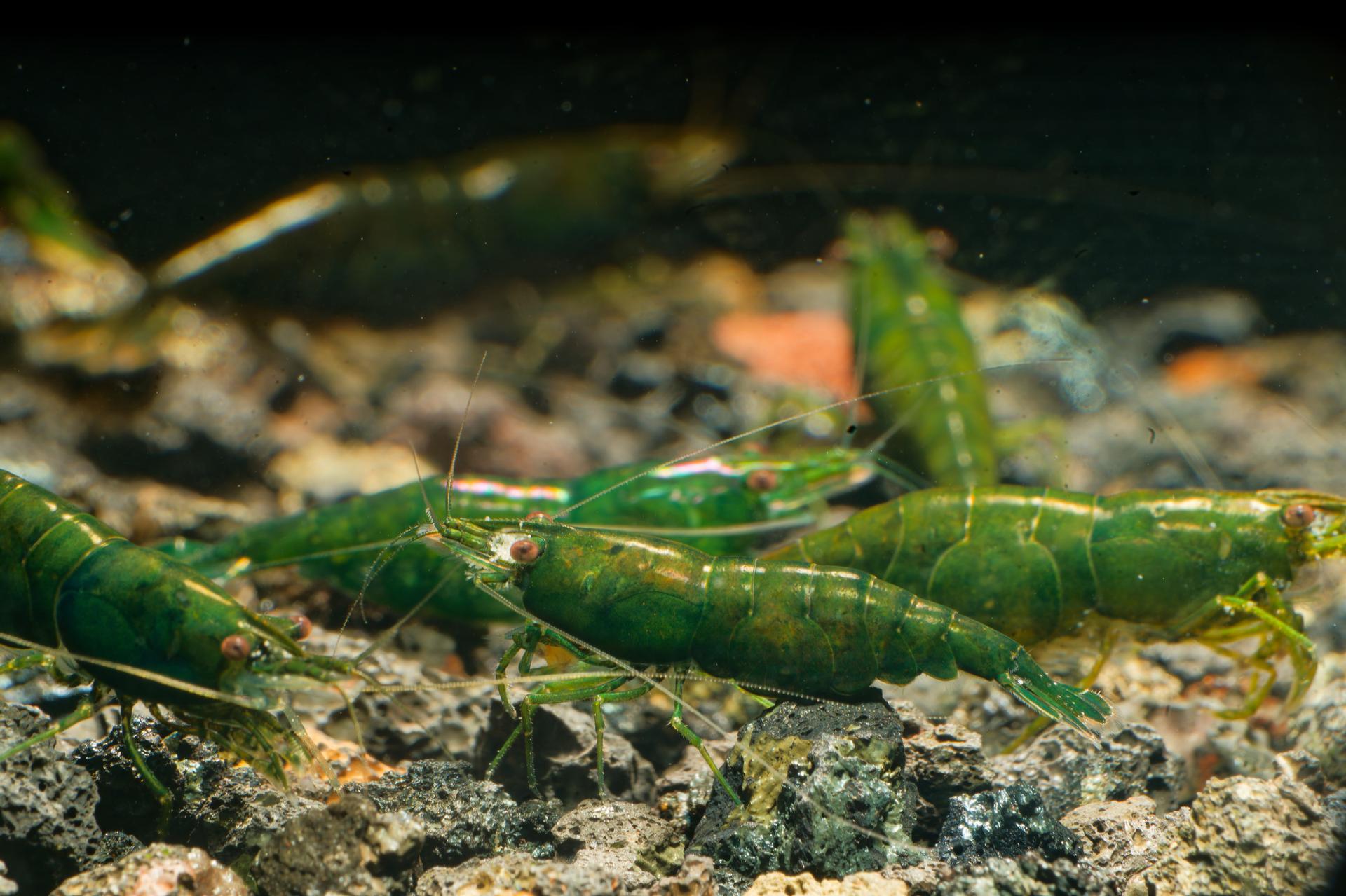 Neos Green Diamond 9