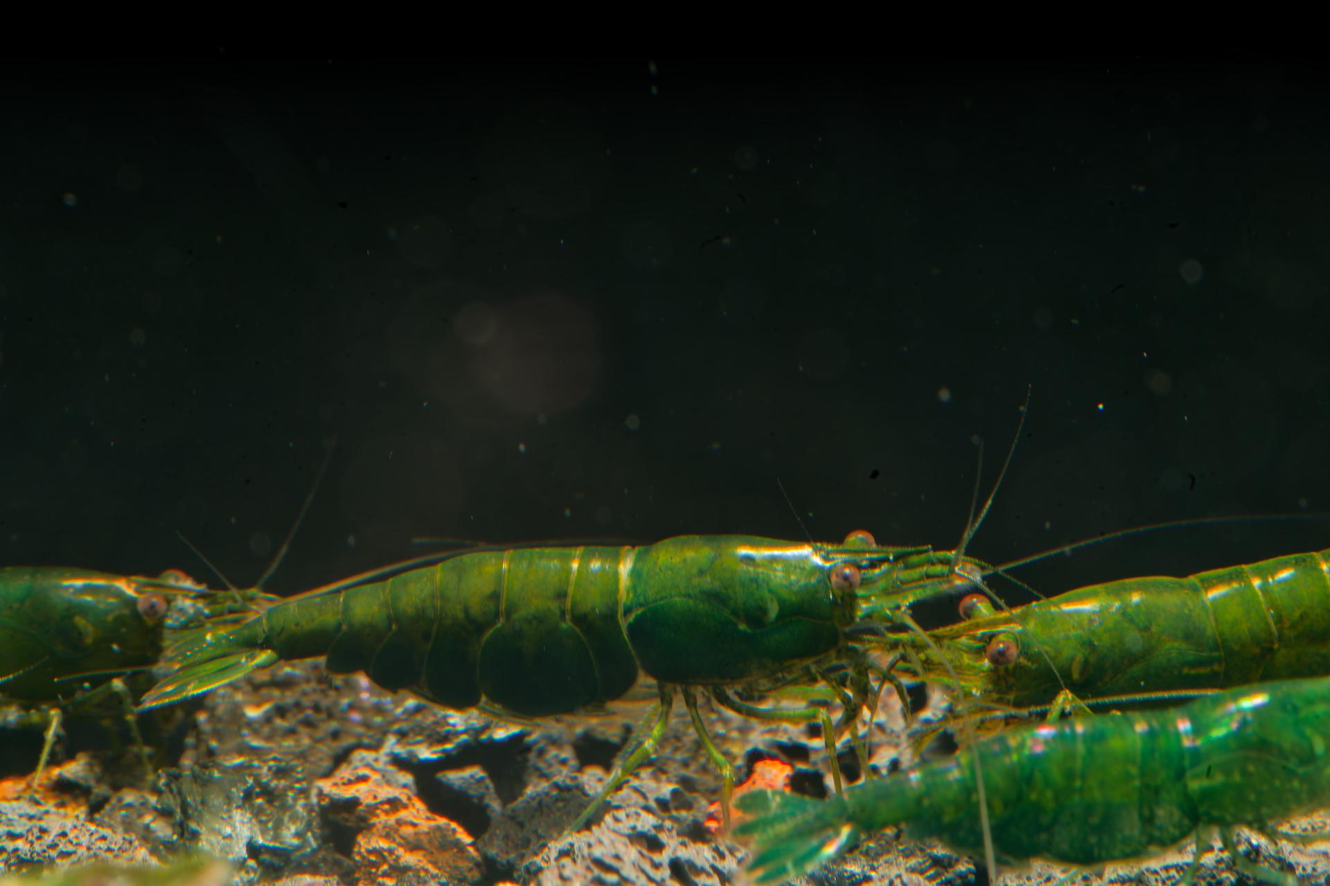 Neos Green Diamond 6