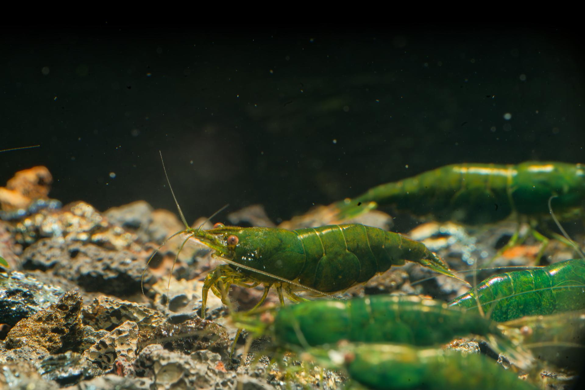Neos Green Diamond 17