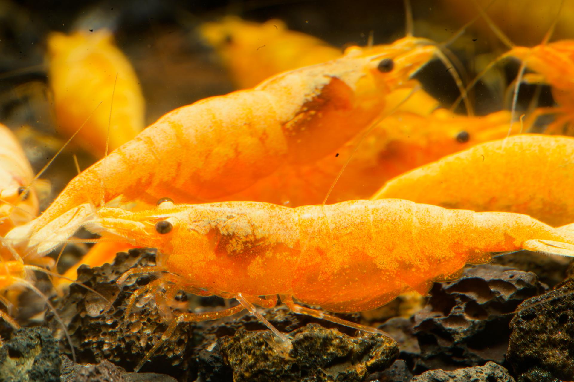Neos Yellow Thailand 7
