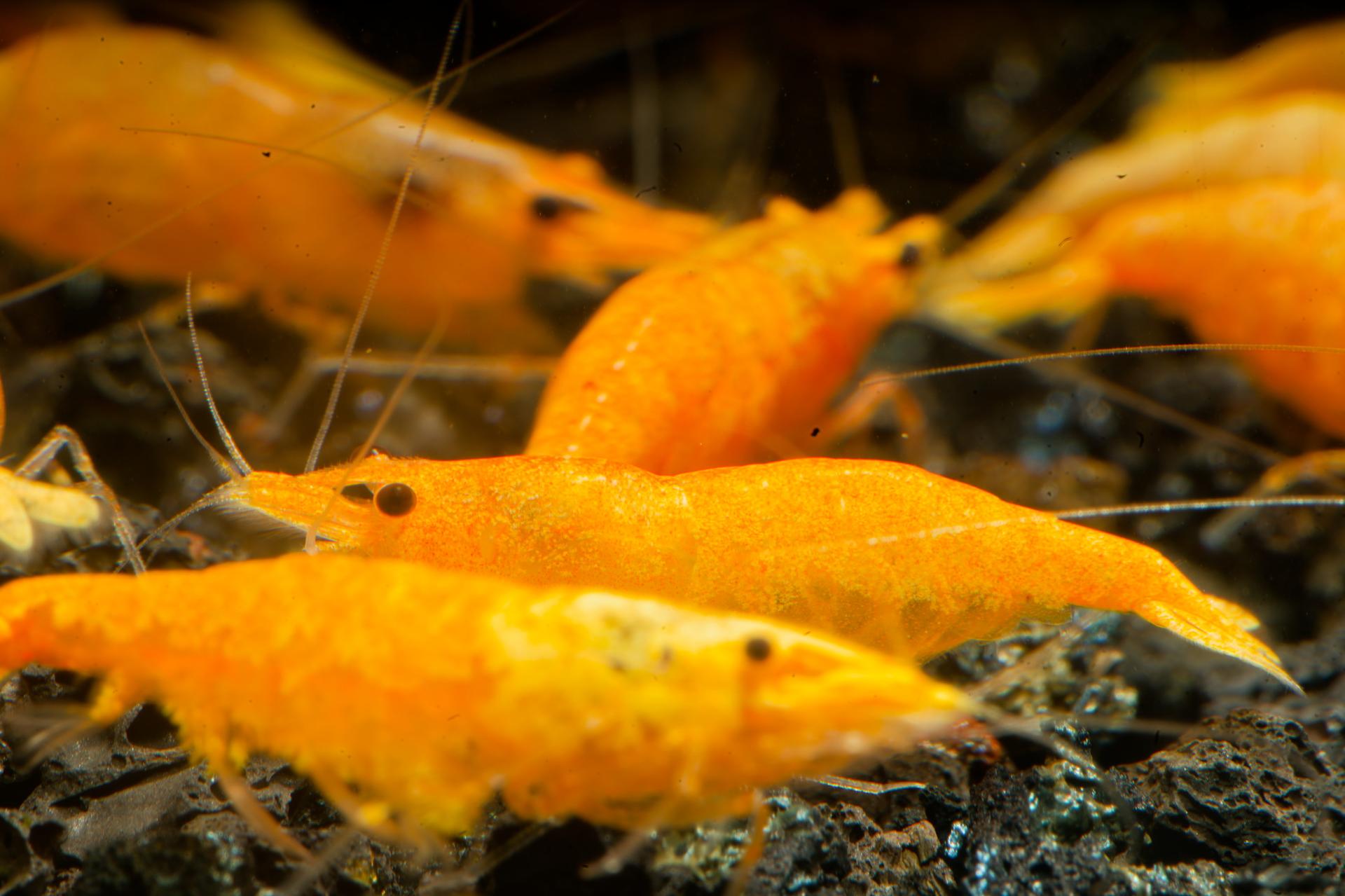 Neos Yellow Thailand 2