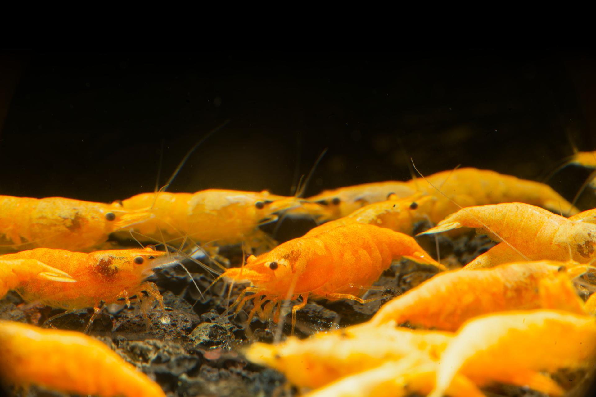 Neos Yellow Thailand 10