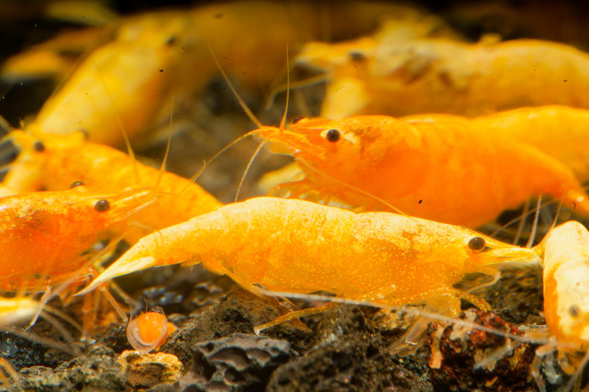 Neos Yellow Thailand 5