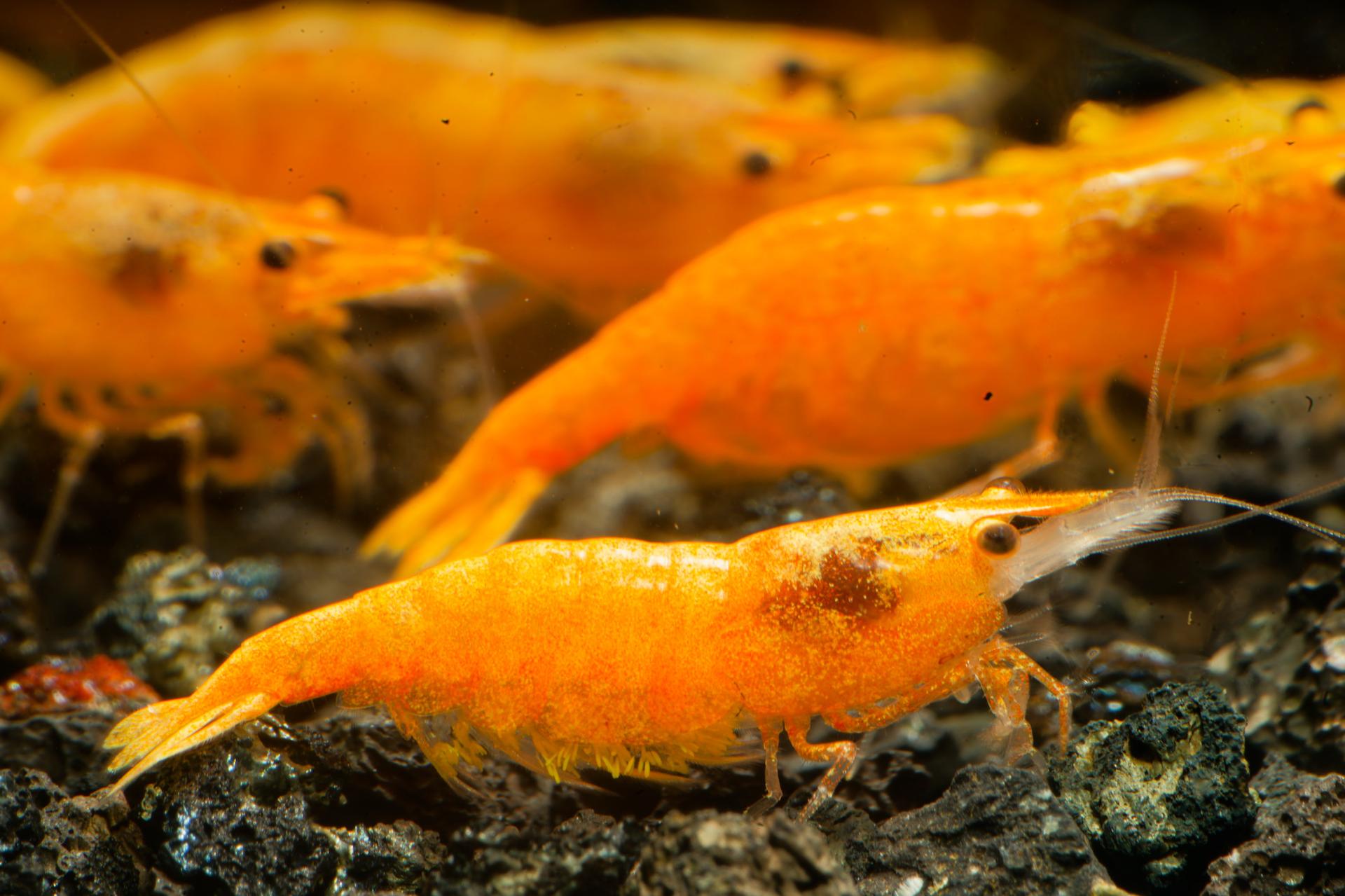 Neos Yellow Thailand 4