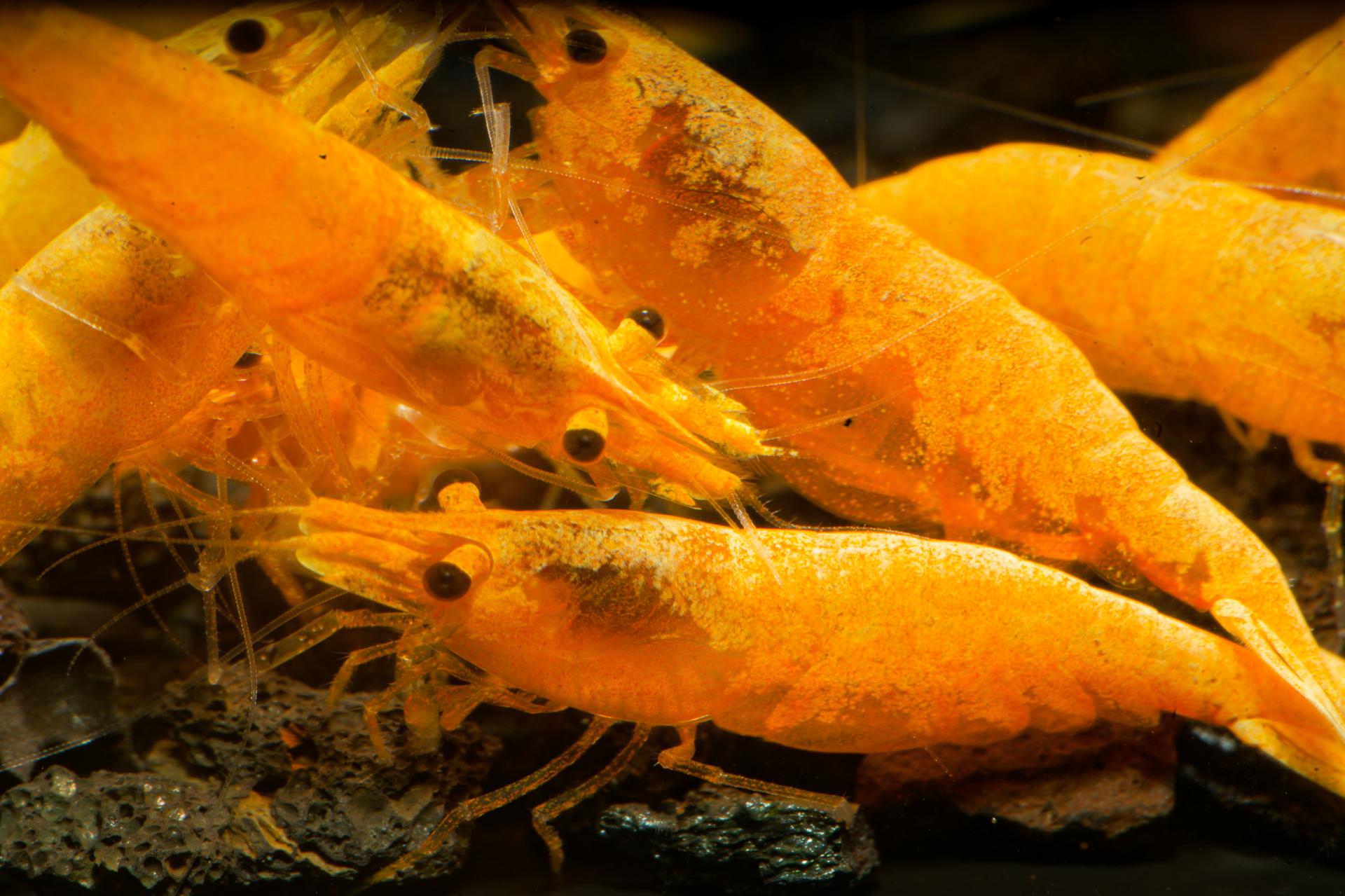 Neos Yellow Thailand 14