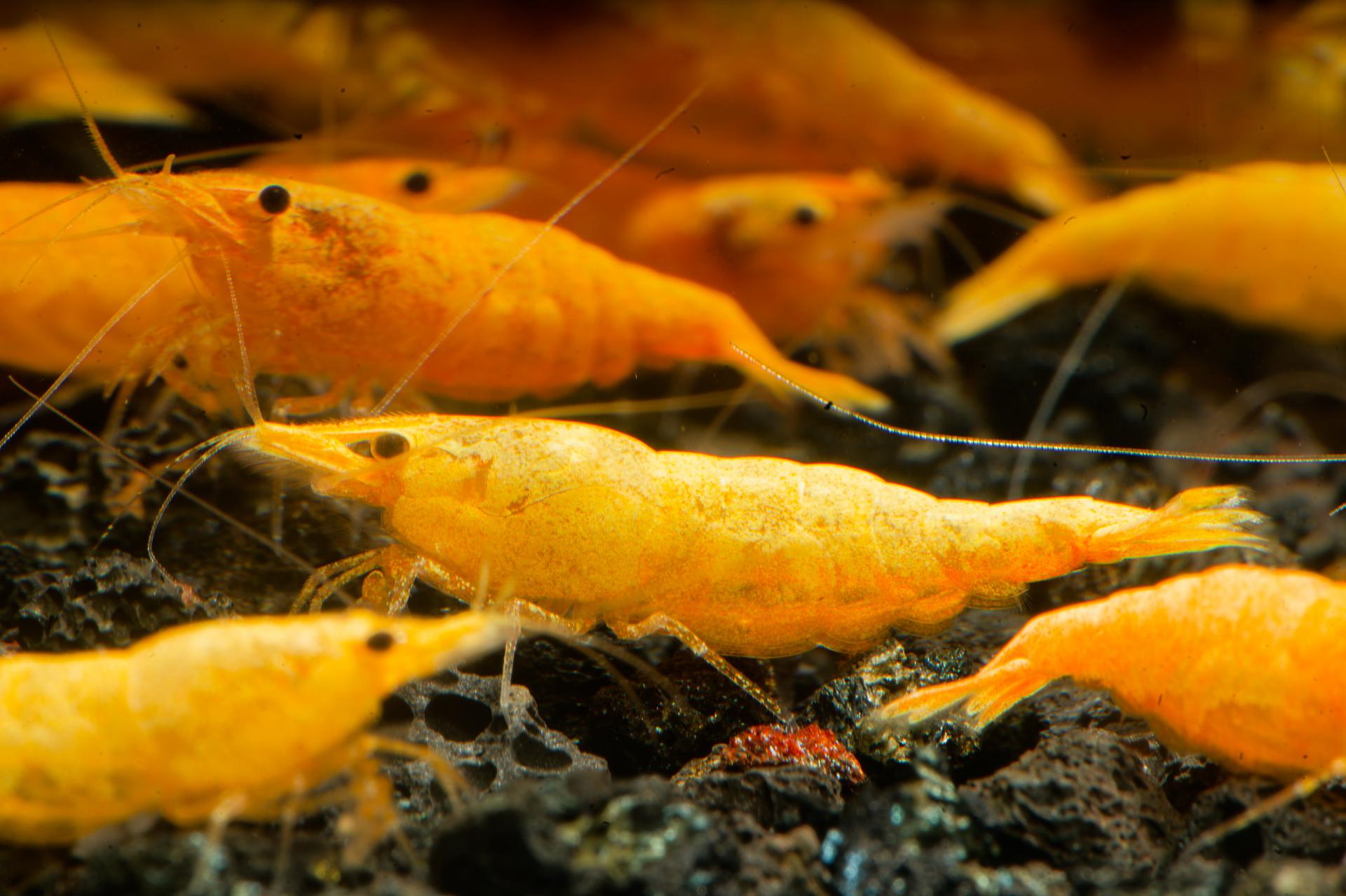 Neos Yellow Thailand 8