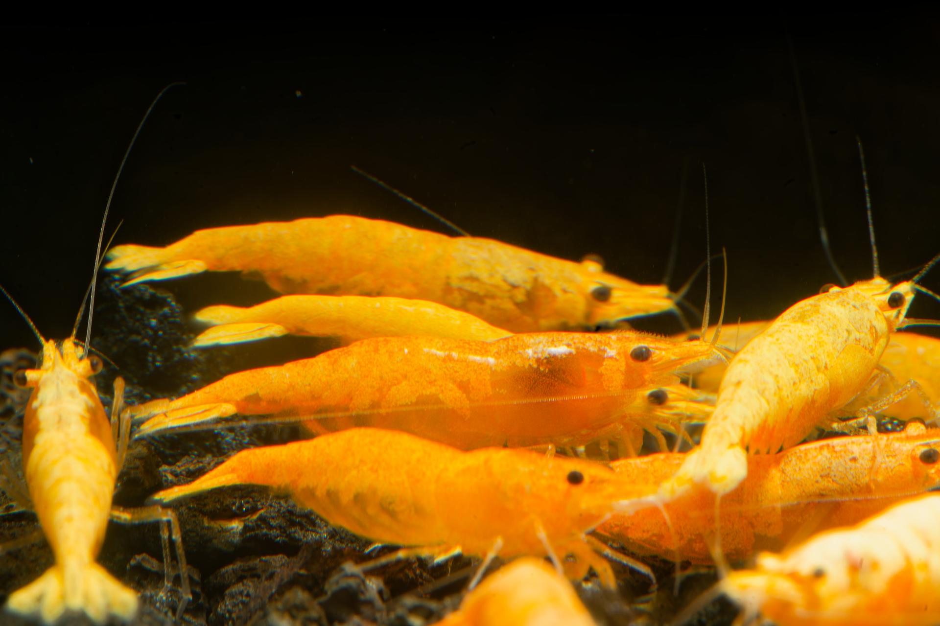 Neos Yellow Thailand 9
