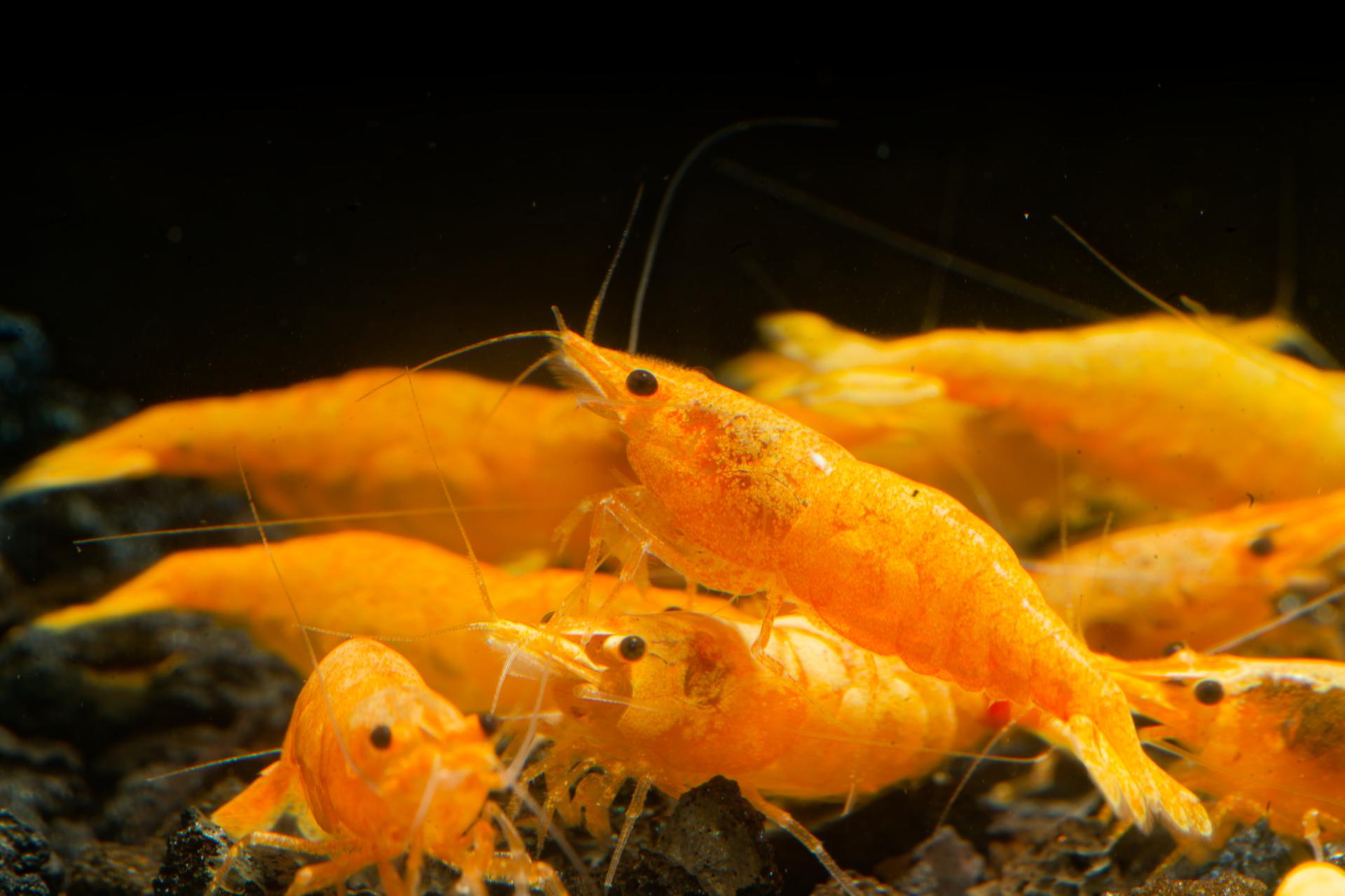 Neos Yellow Thailand 11