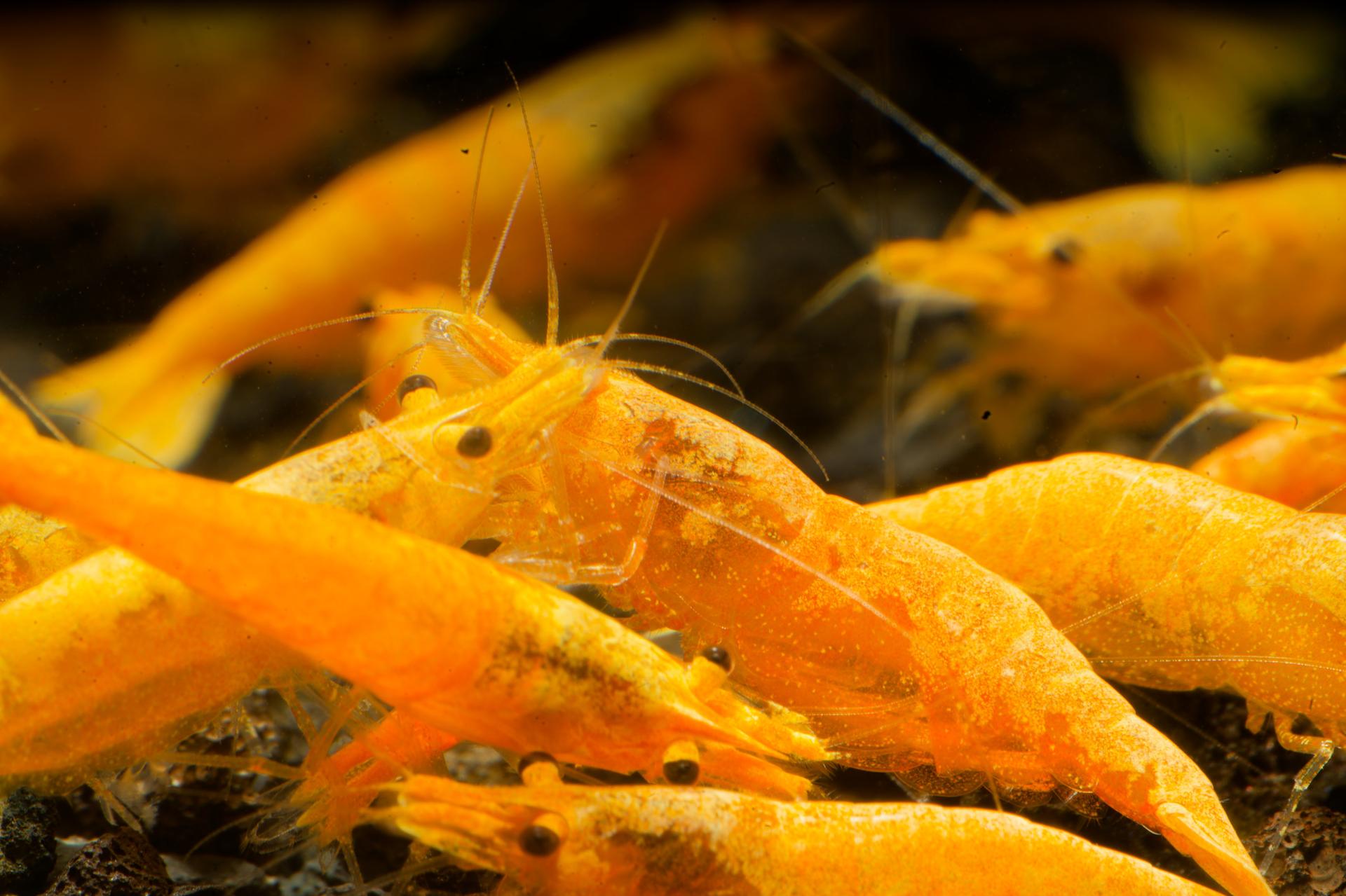 Neos Yellow Thailand 15