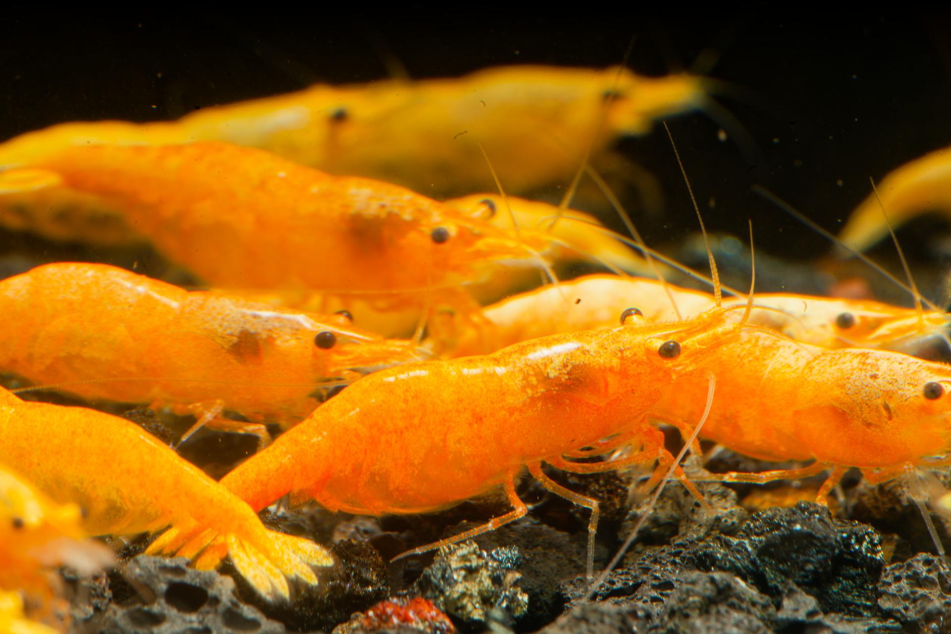 Neos Yellow Thailand 3