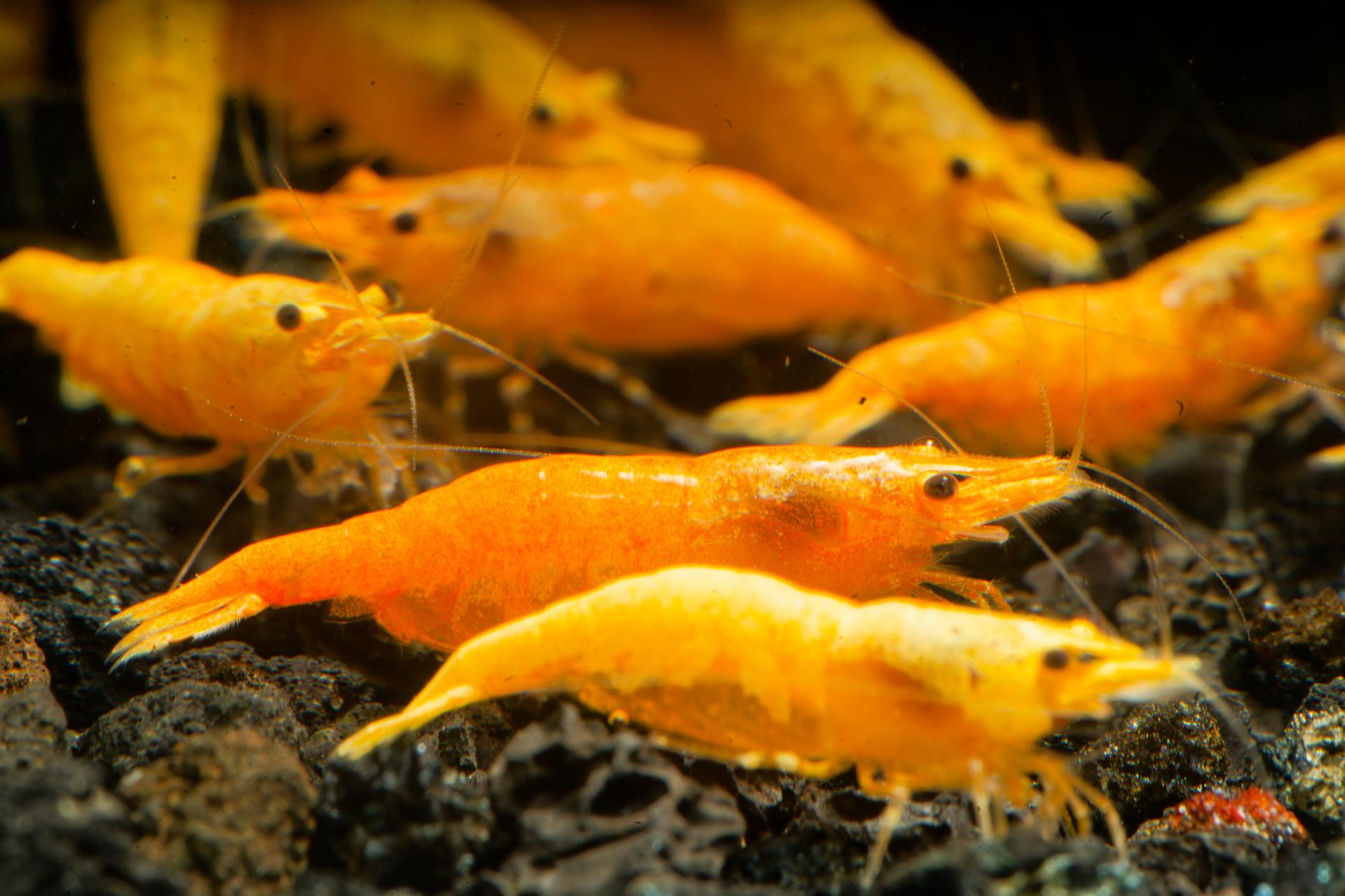 Neos Yellow Thailand