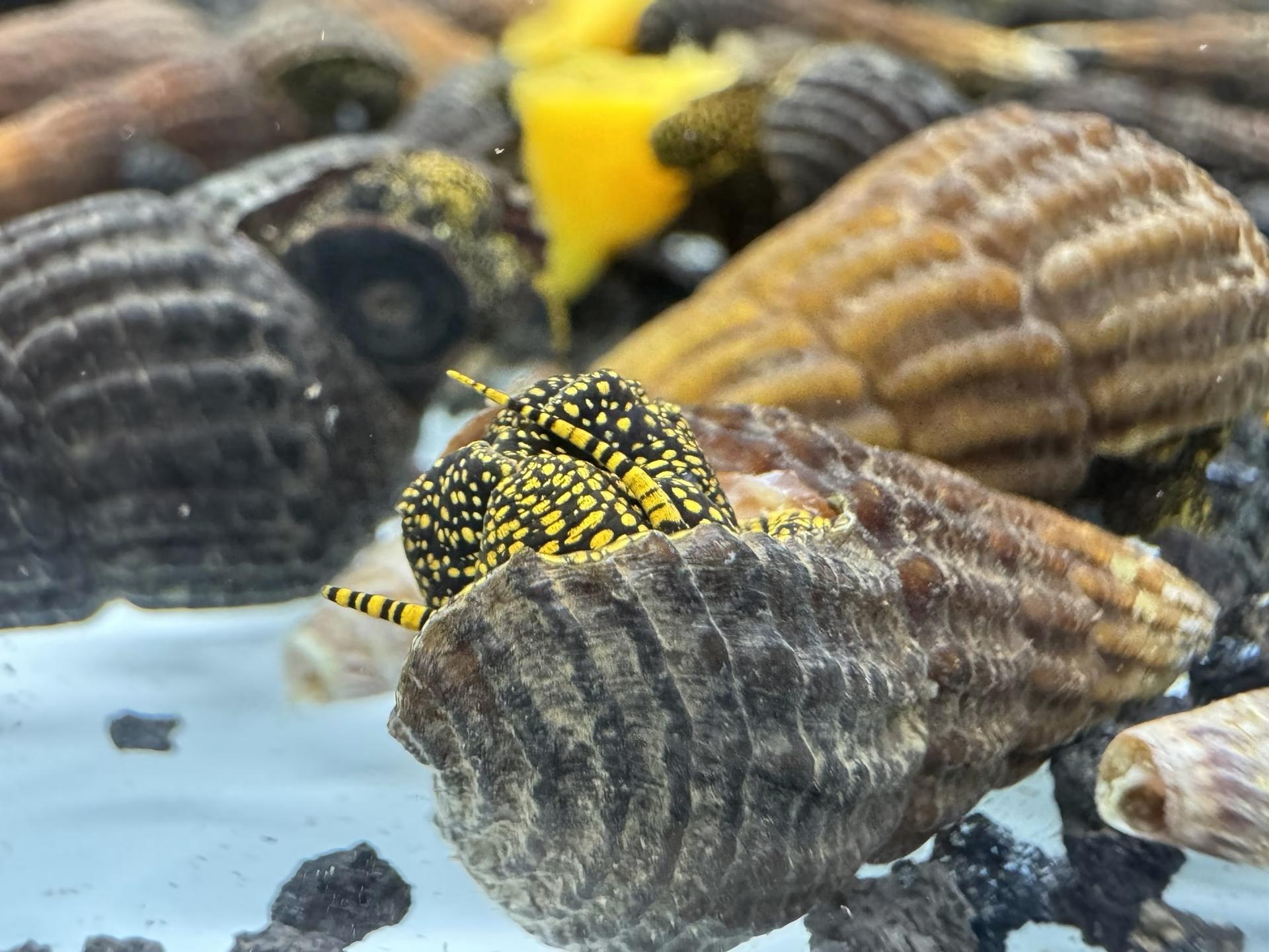 Ốc Sula Đốm Vàng Golden Spot