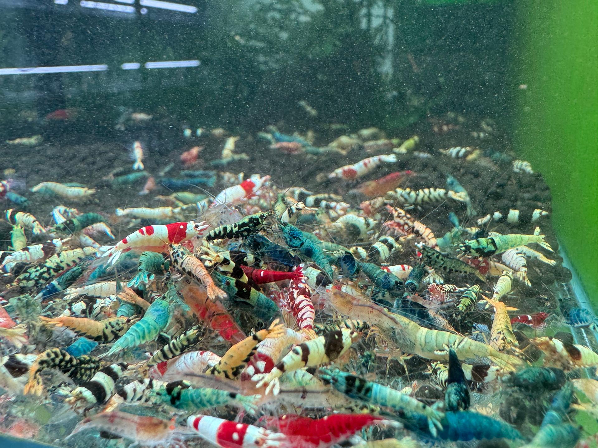 Caridina Male Mix