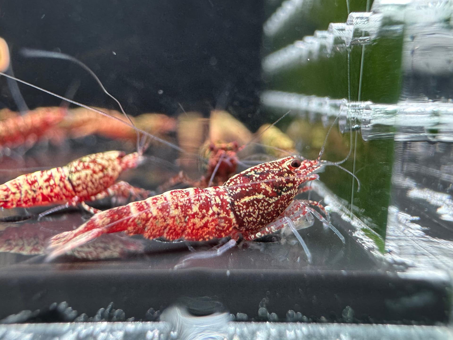 Snowfall - Asterism (Caridina Taiwan Bee) 8