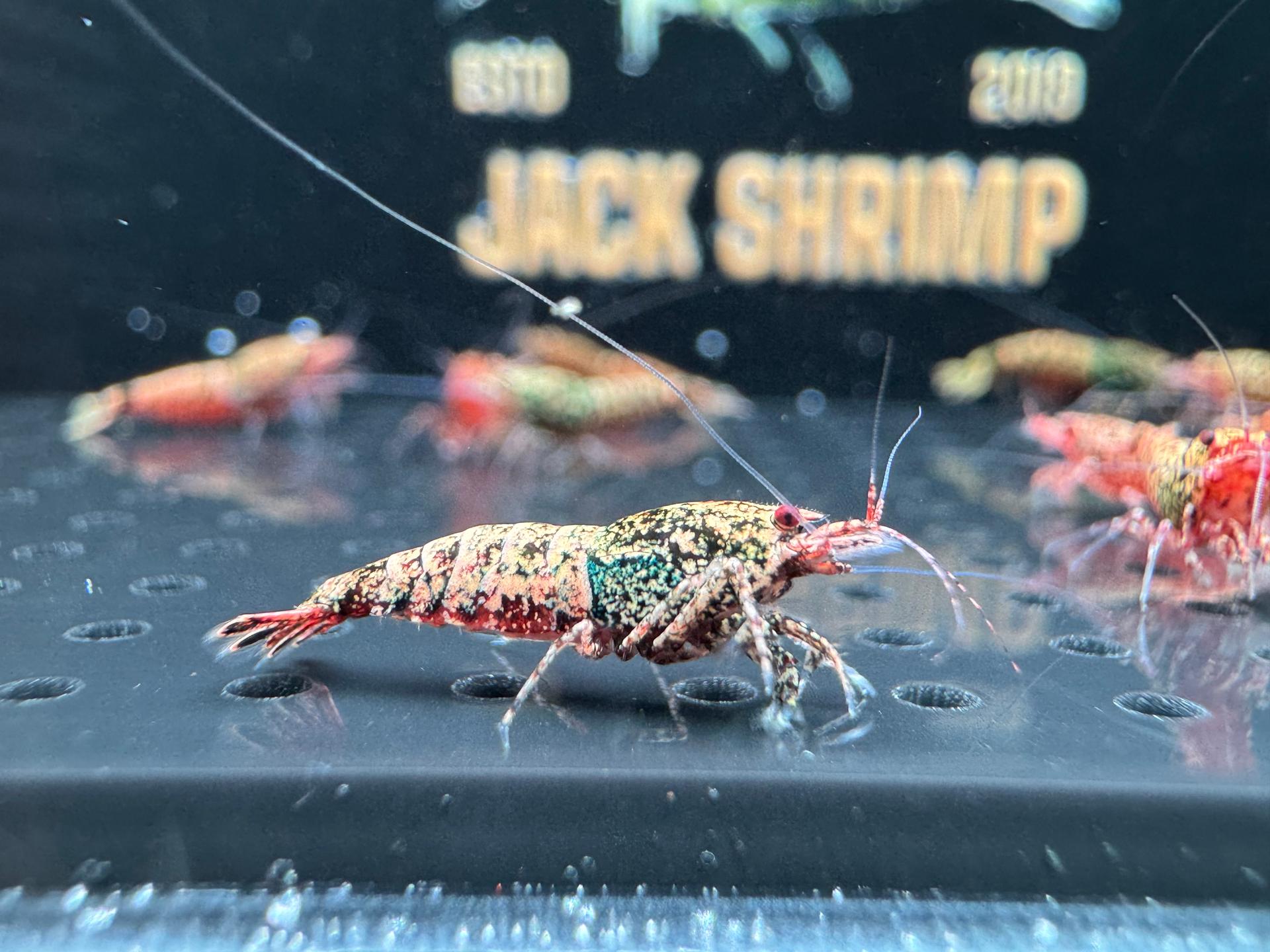 Snowfall - Asterism (Caridina Taiwan Bee) 6