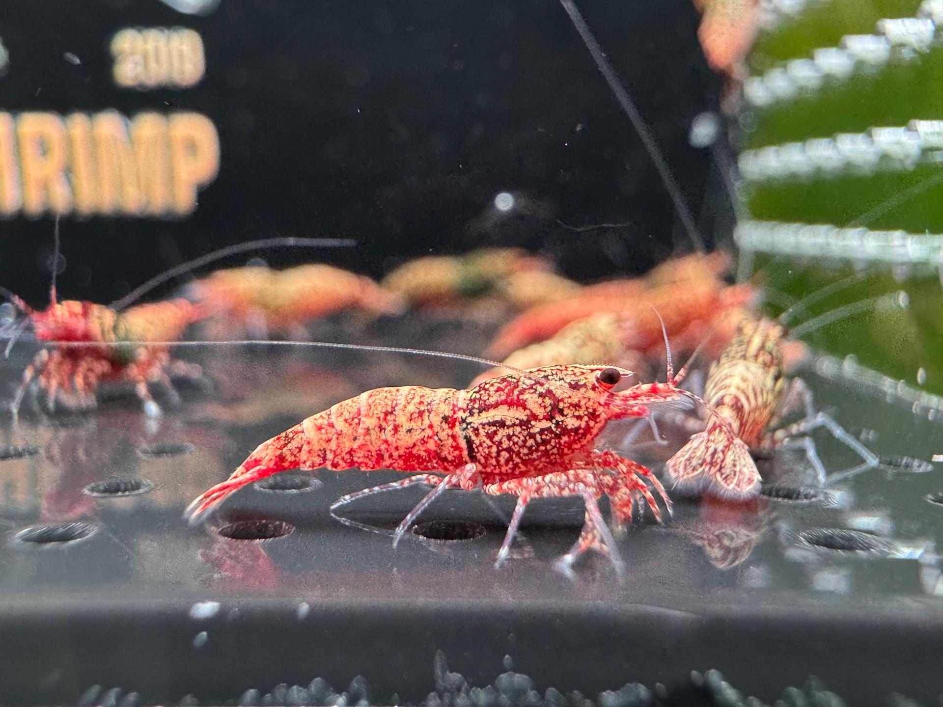 Snowfall - Asterism (Caridina Taiwan Bee) 5