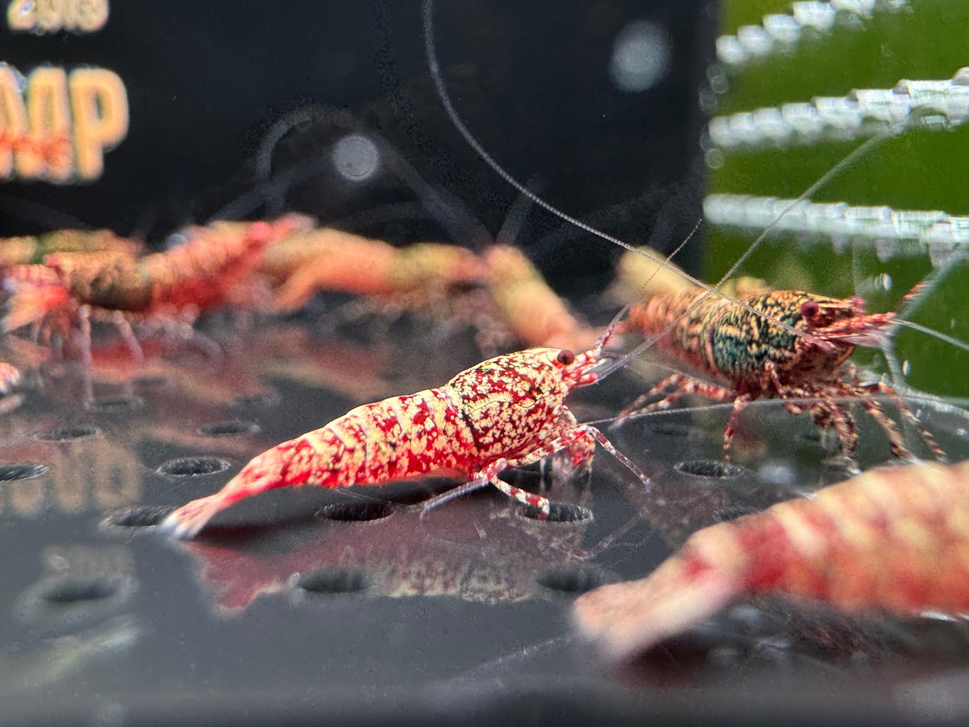Snowfall - Asterism (Caridina Taiwan Bee) 3