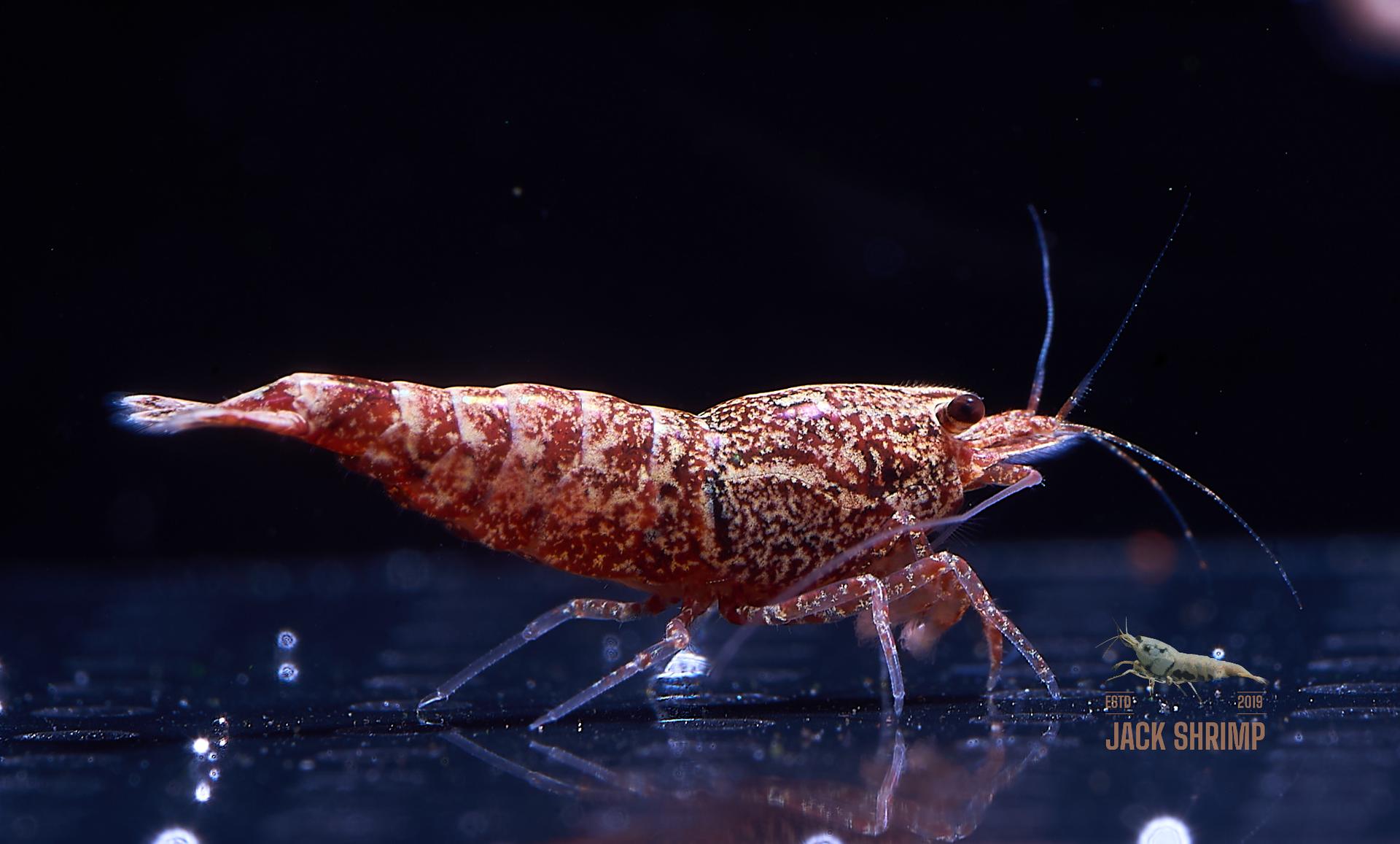 Snowfall - Asterism (Caridina Taiwan Bee)