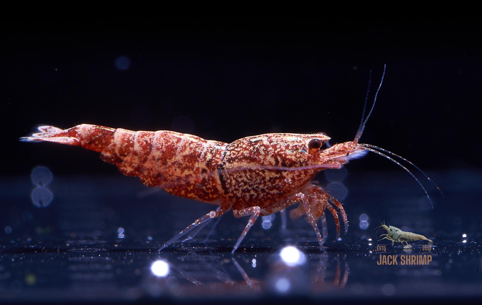 Snowfall - Asterism (Caridina Taiwan Bee)