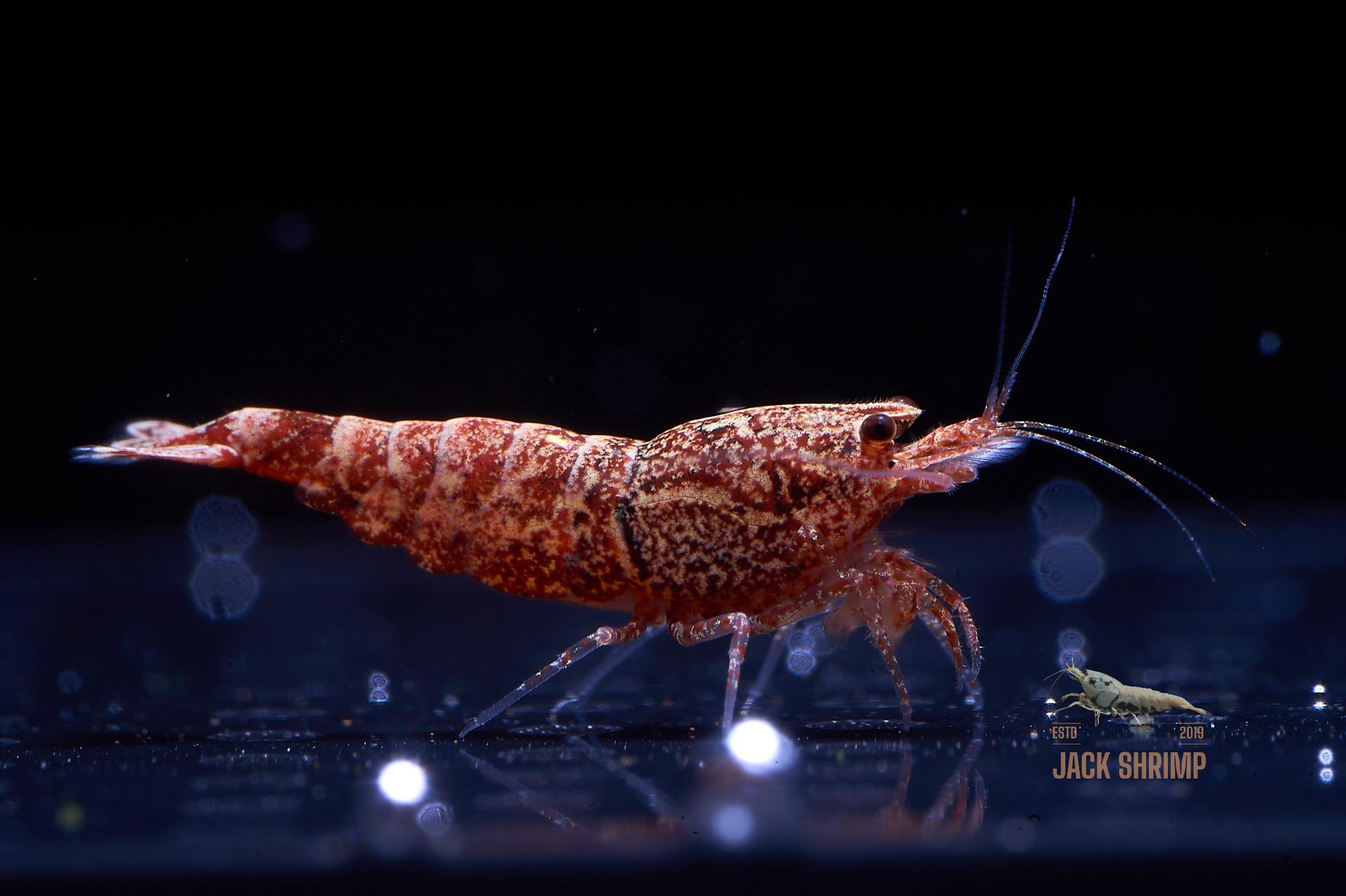 Snowfall - Asterism (Caridina Taiwan Bee) 13