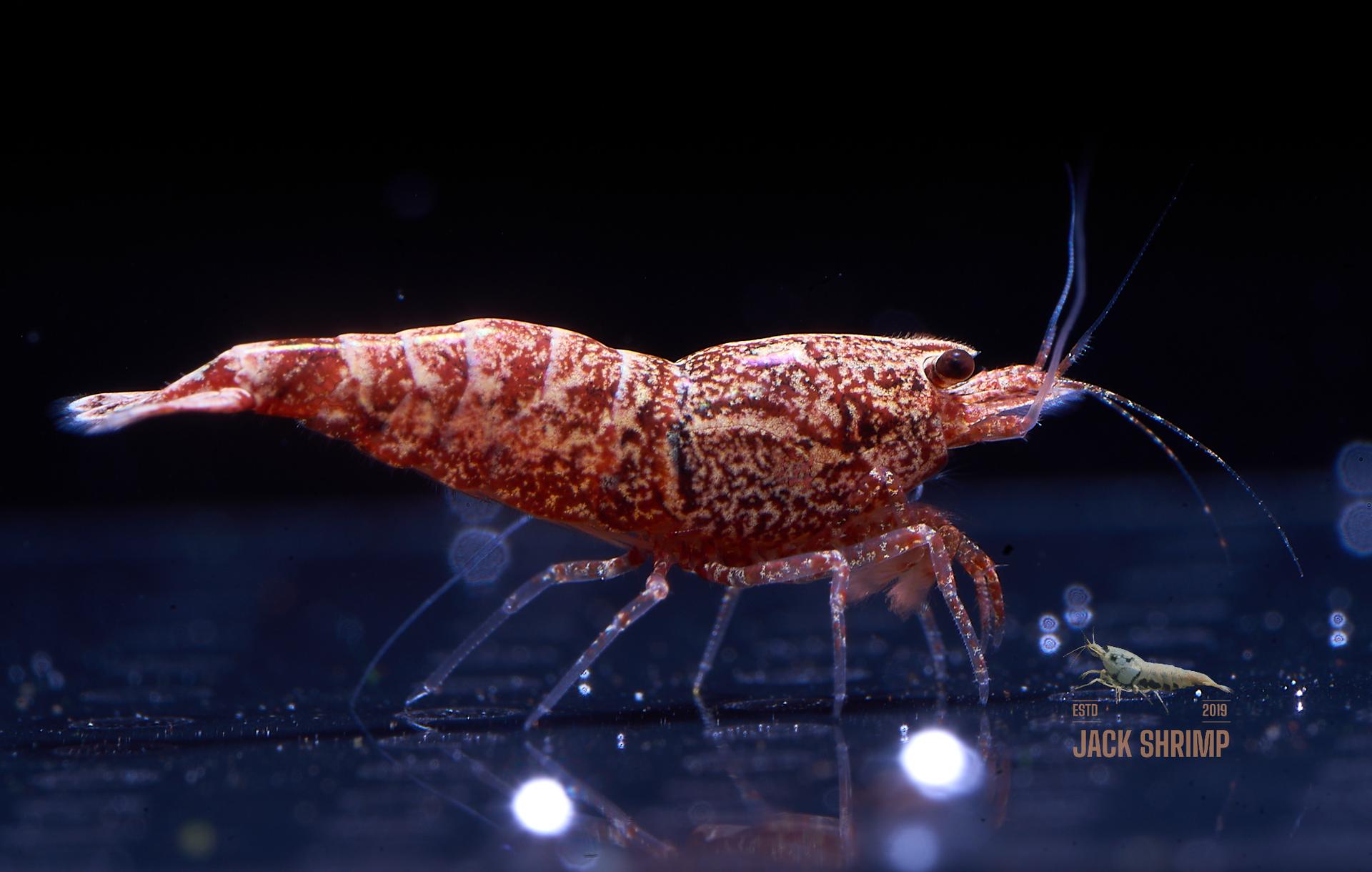 Snowfall - Asterism (Caridina Taiwan Bee) 14
