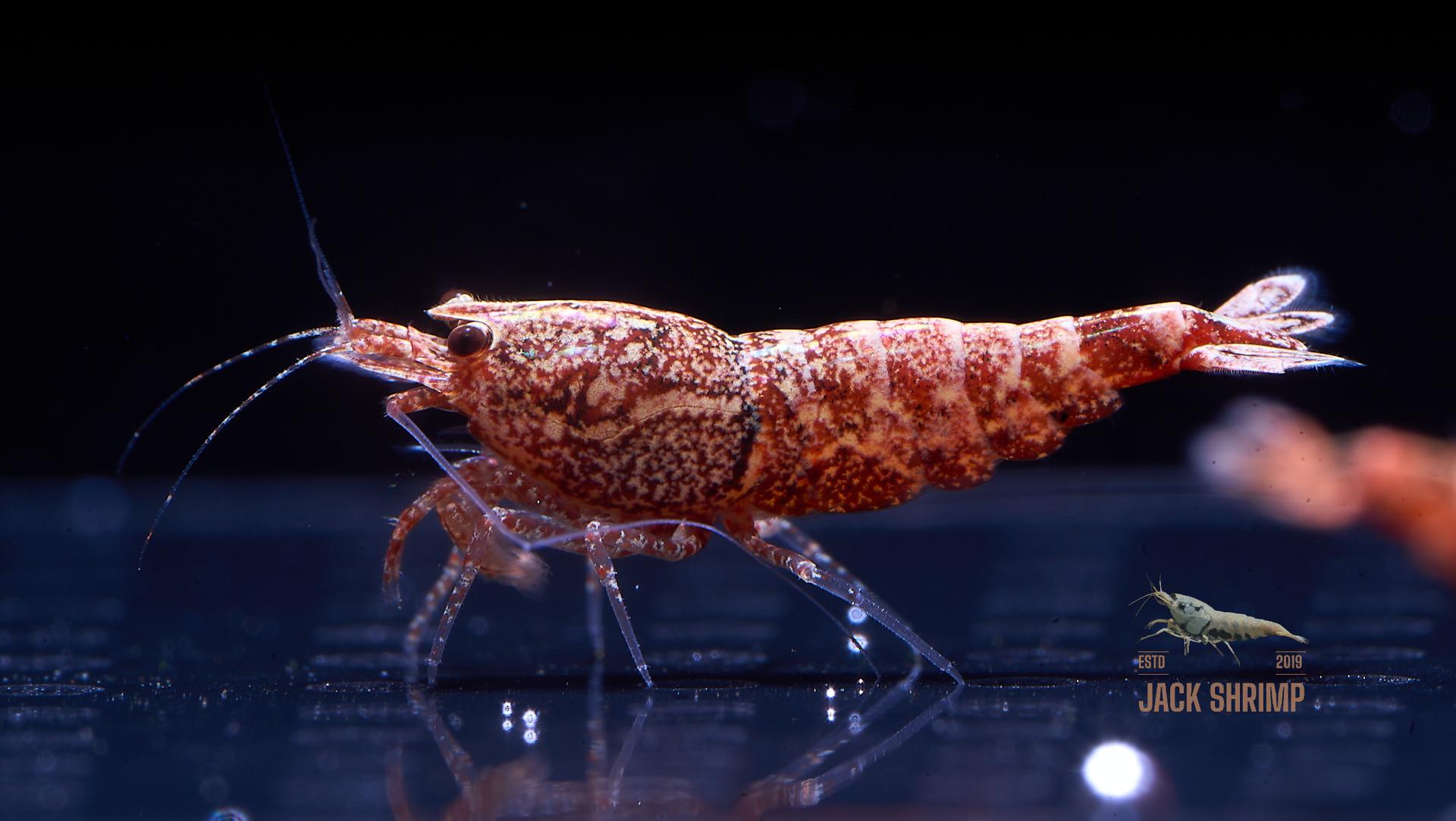 Snowfall - Asterism (Caridina Taiwan Bee) 15