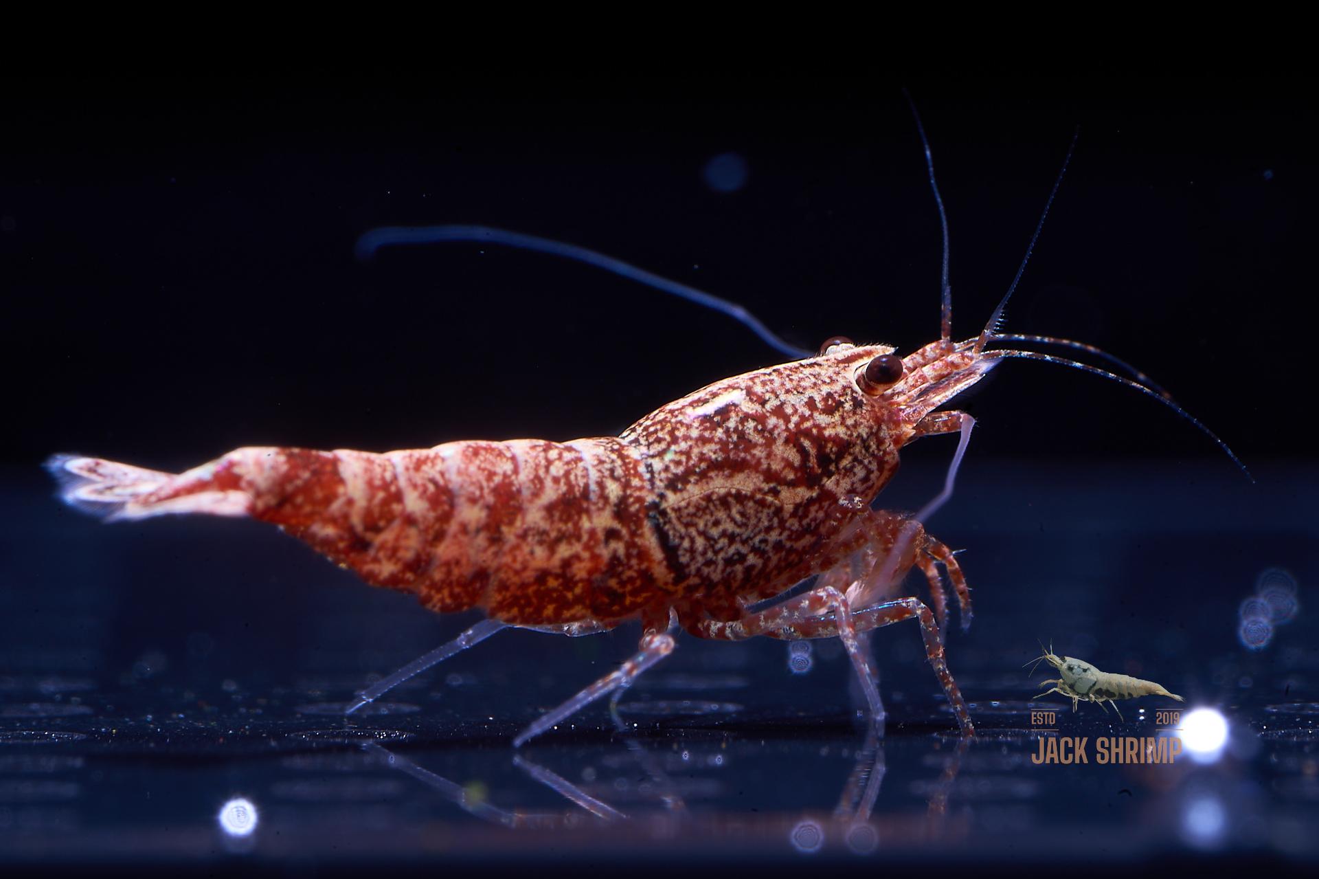 Snowfall - Asterism (Caridina Taiwan Bee) 16