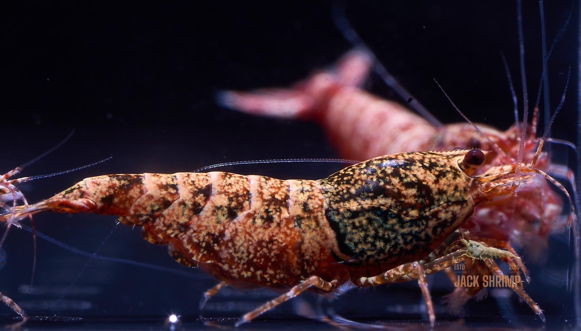 Snowfall - Asterism (Caridina Taiwan Bee) 2
