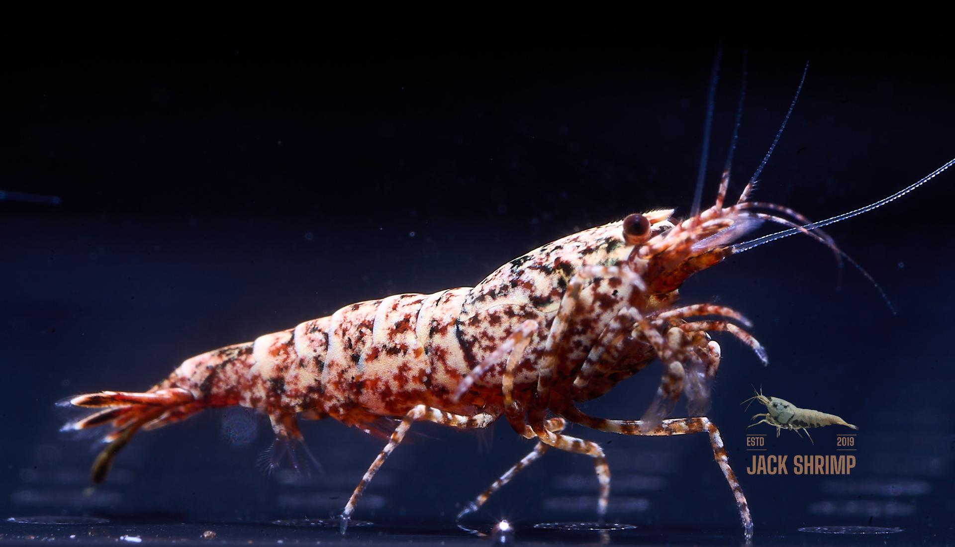 Snowfall - Asterism (Caridina Taiwan Bee) 17