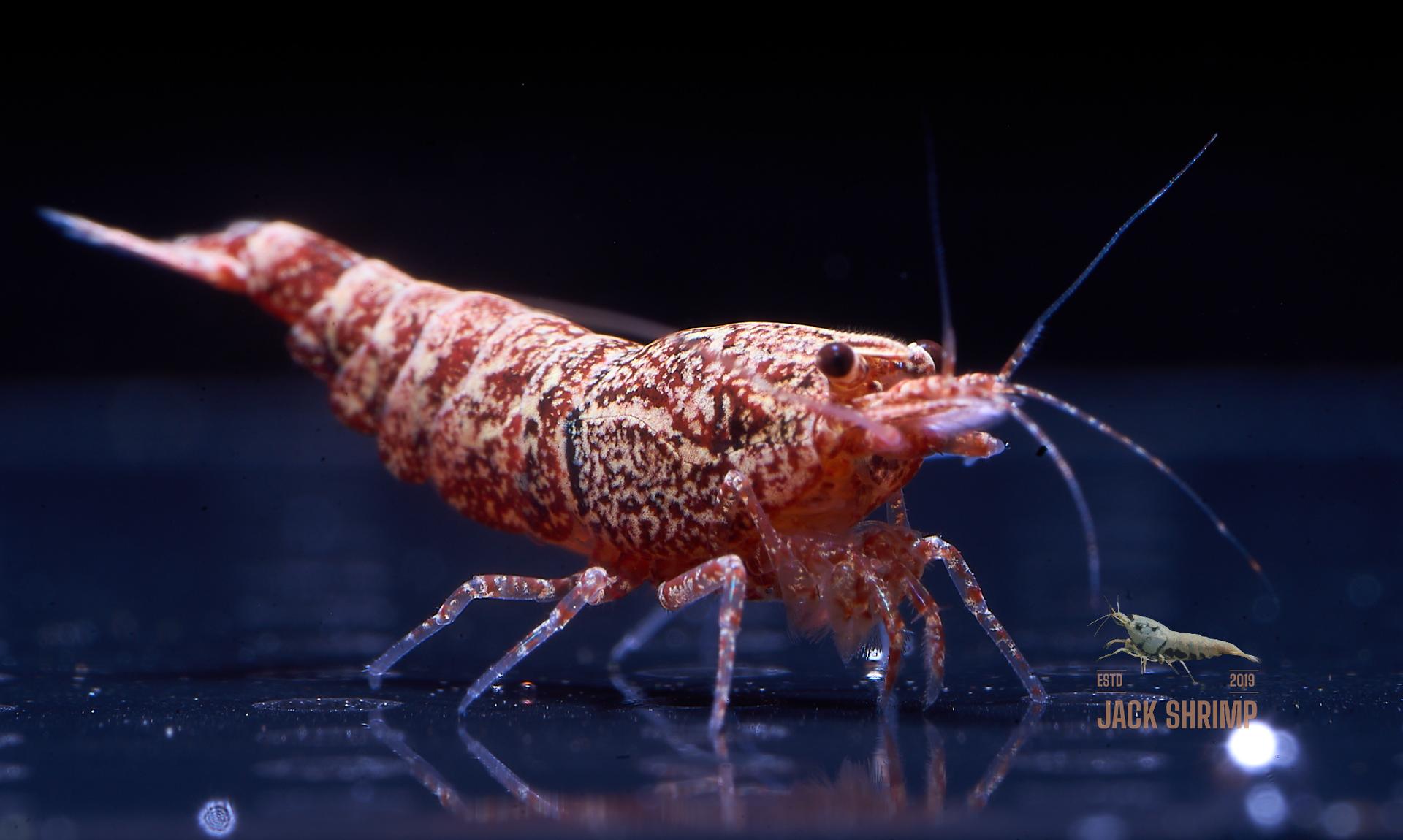 Snowfall - Asterism (Caridina Taiwan Bee) 18