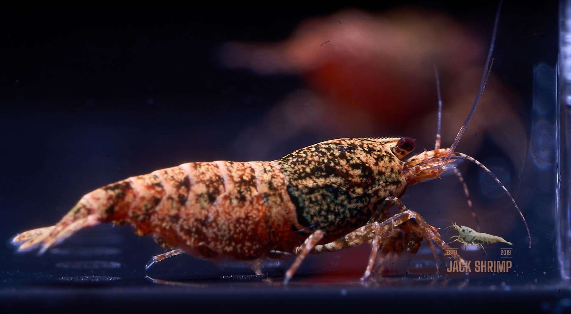 Snowfall - Asterism (Caridina Taiwan Bee) 19