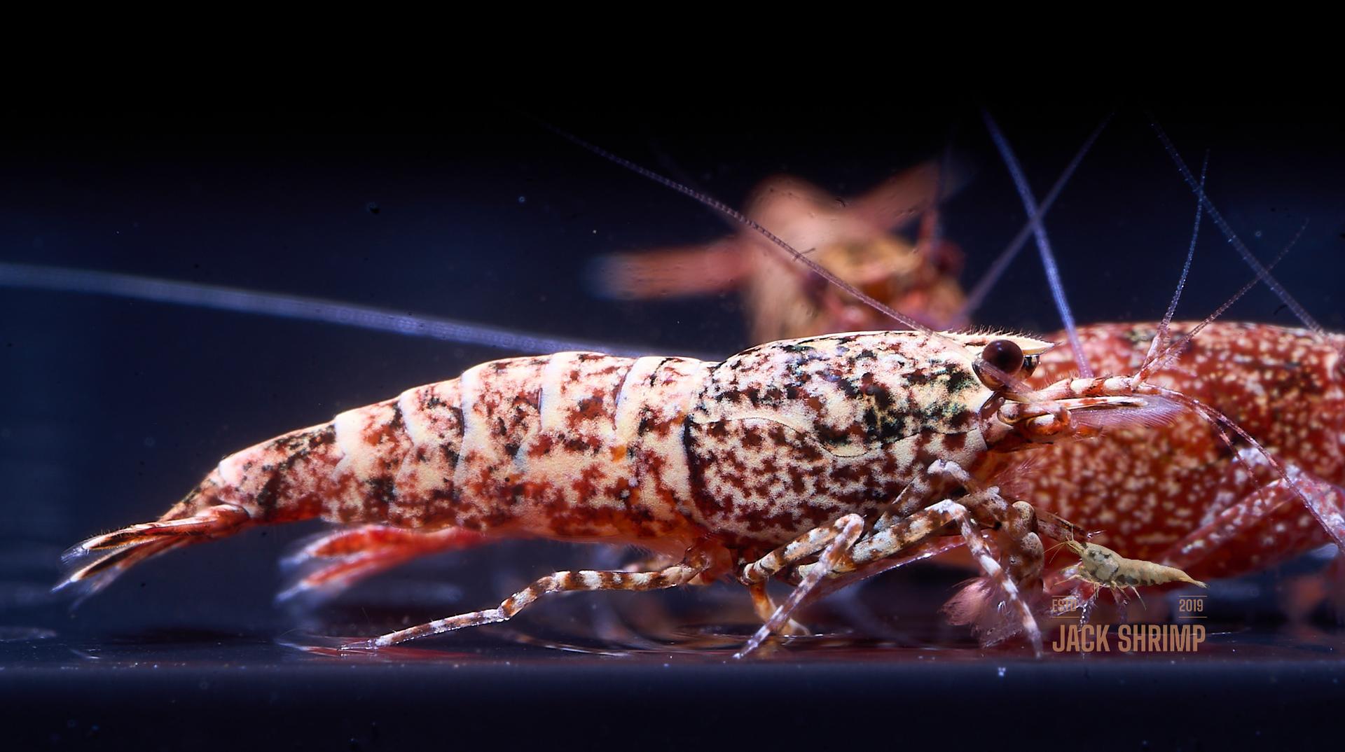 Snowfall - Asterism (Caridina Taiwan Bee) 20