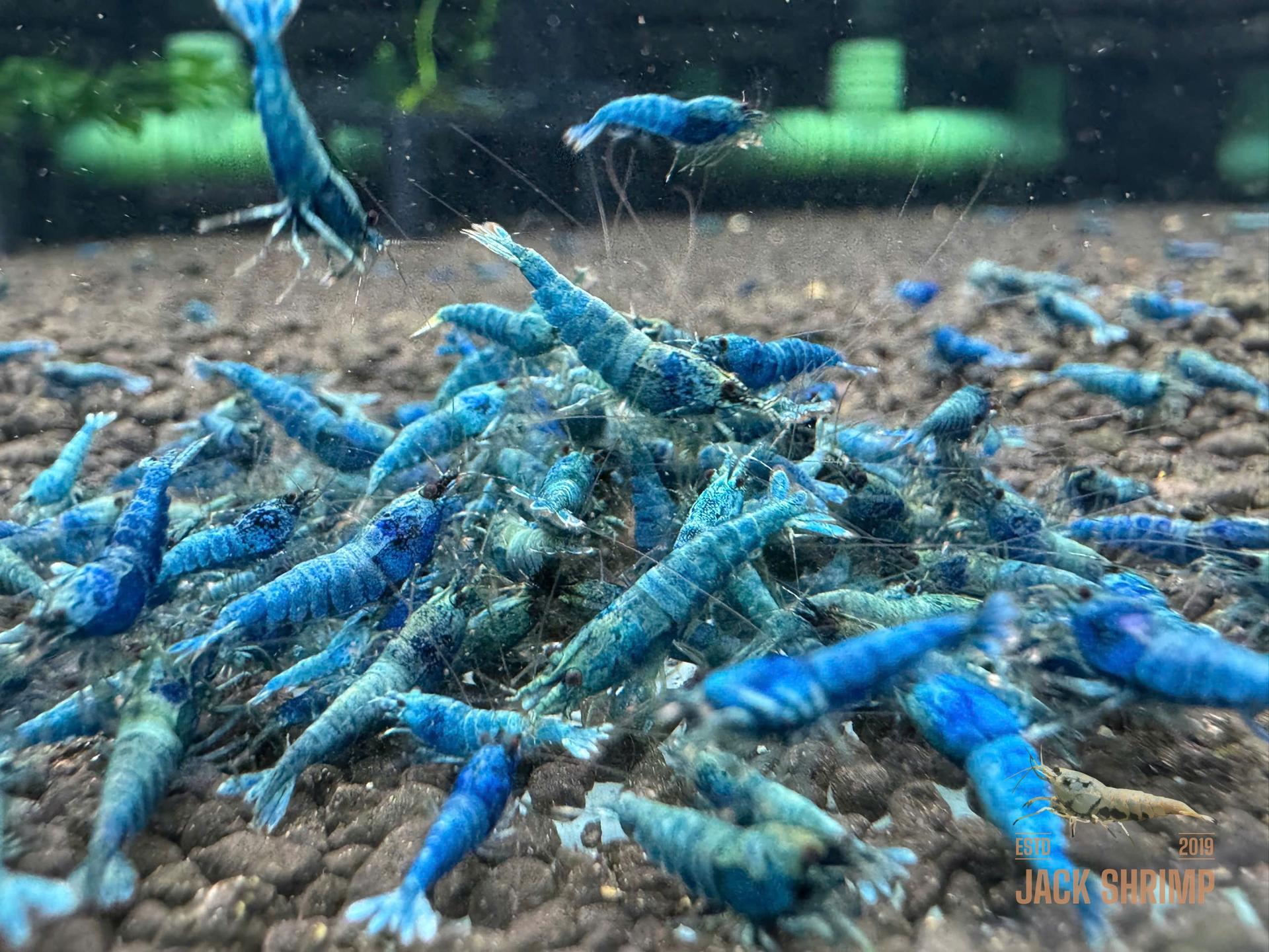 Extreme Bluebolt