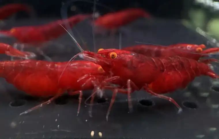 Bloody Mary Orange Eyes (Mắt Cam) — Neocaridina