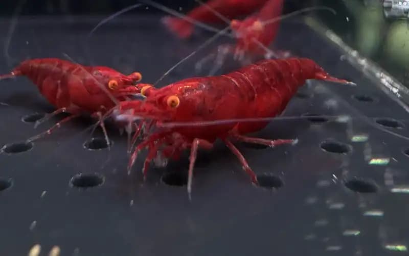 Cặp Bloody Mary Mắt Cam trên tấm lọc nền tại trại Jack Shrimp