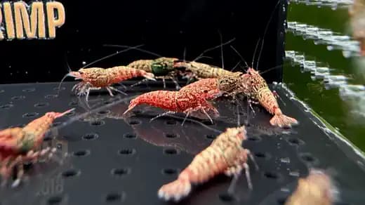 Đàn Snowfall - Asterism trên tấm lọc nền tại trại Jack Shrimp